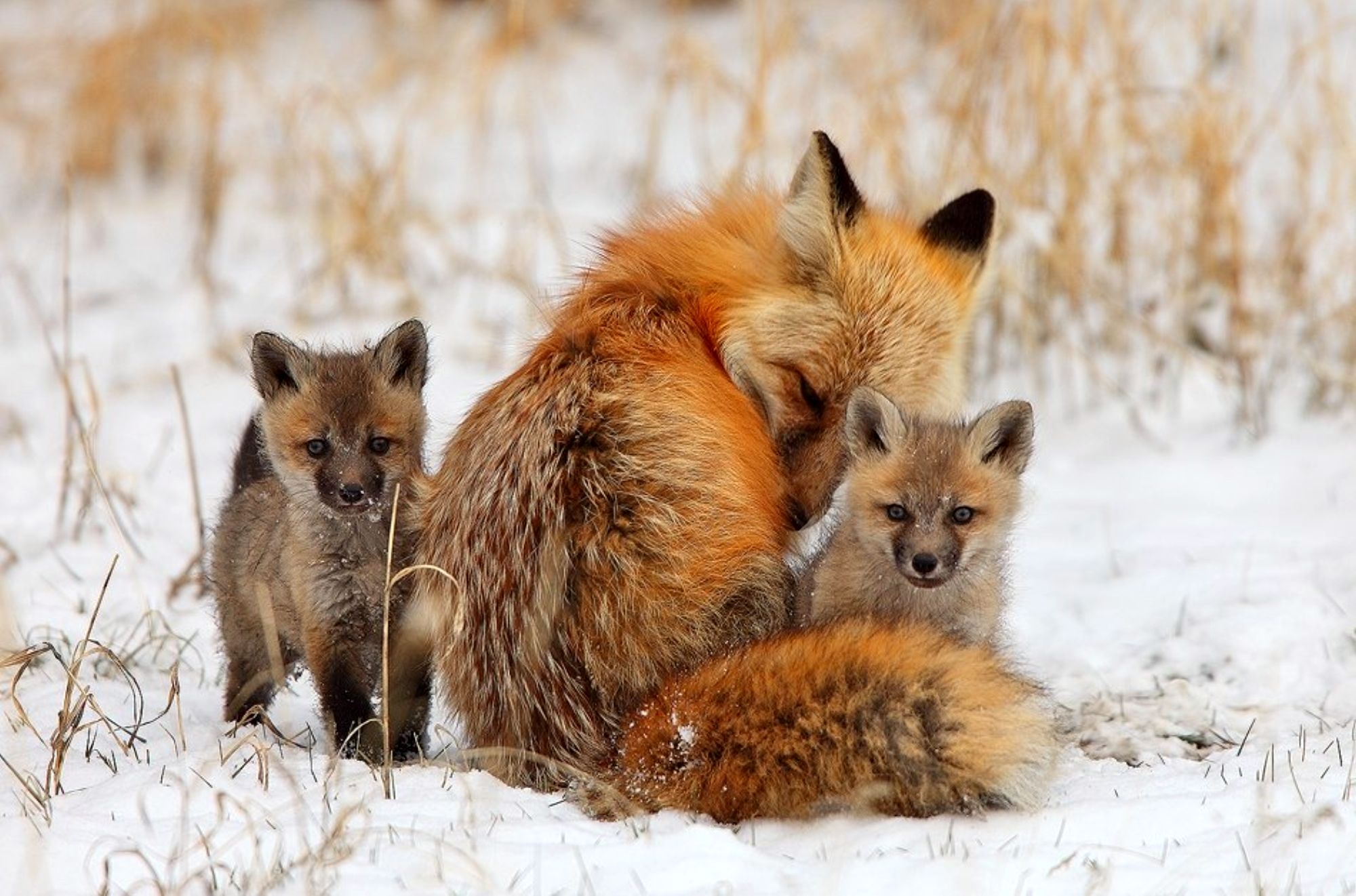 593744 免費下載壁紙 动物, 狐狸, 幼兽 屏保和圖片