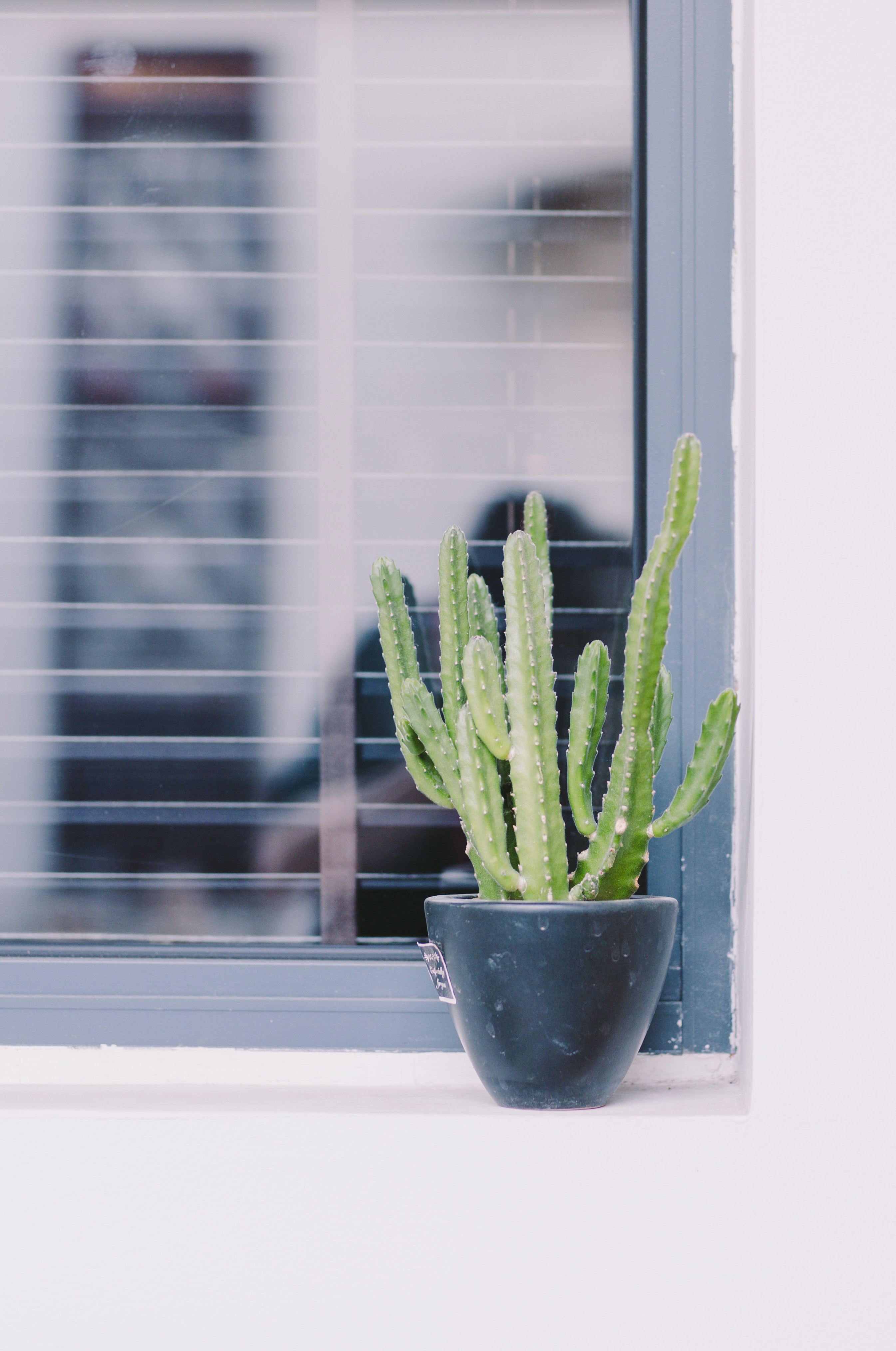 Laden Sie das Pflanze, Dekorativ, Dekorative, Blumen, Fenster, Kaktus-Bild kostenlos auf Ihren PC-Desktop herunter