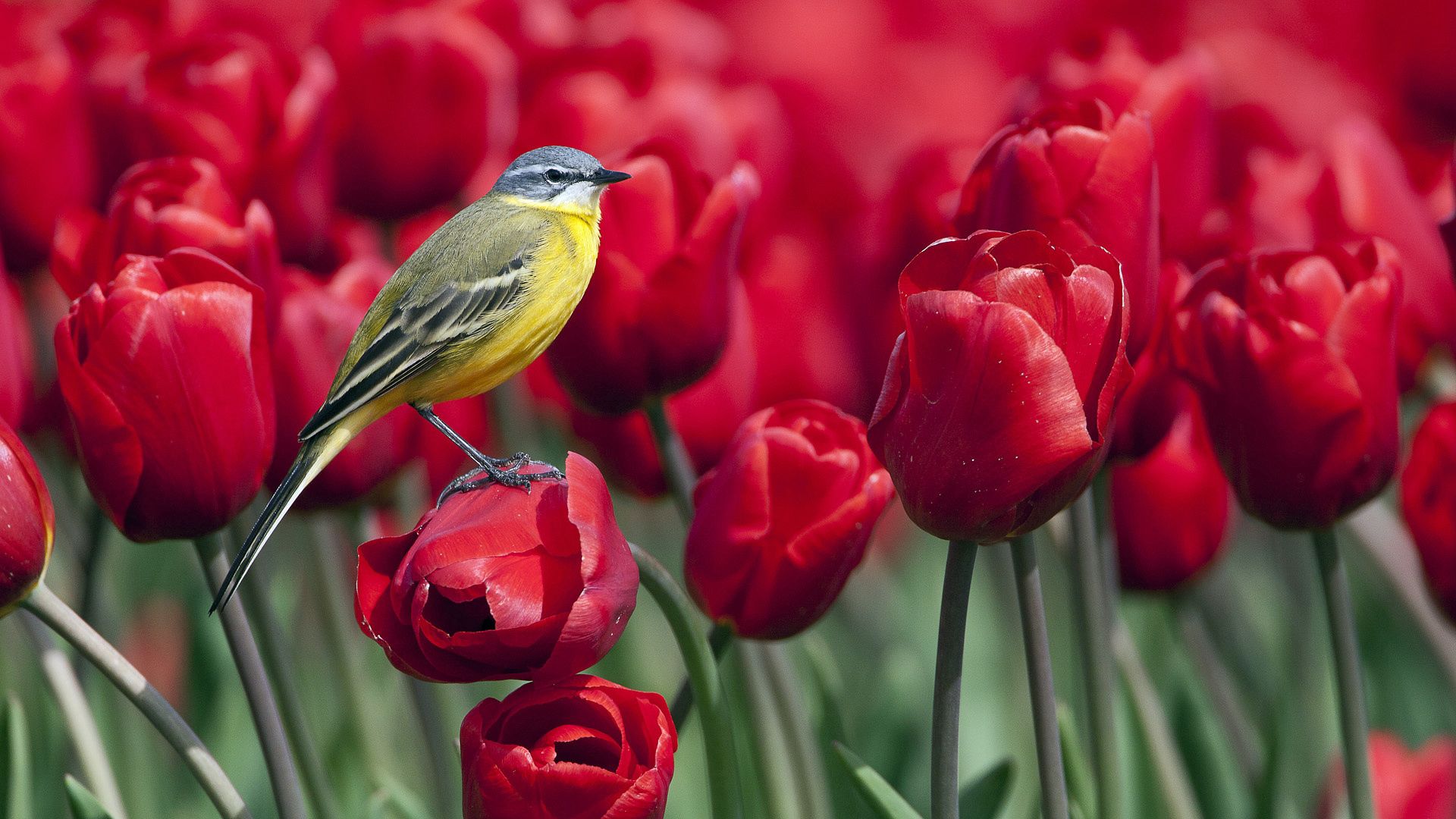 Download mobile wallpaper Tulips, Animals, Flowers, Bird for free.