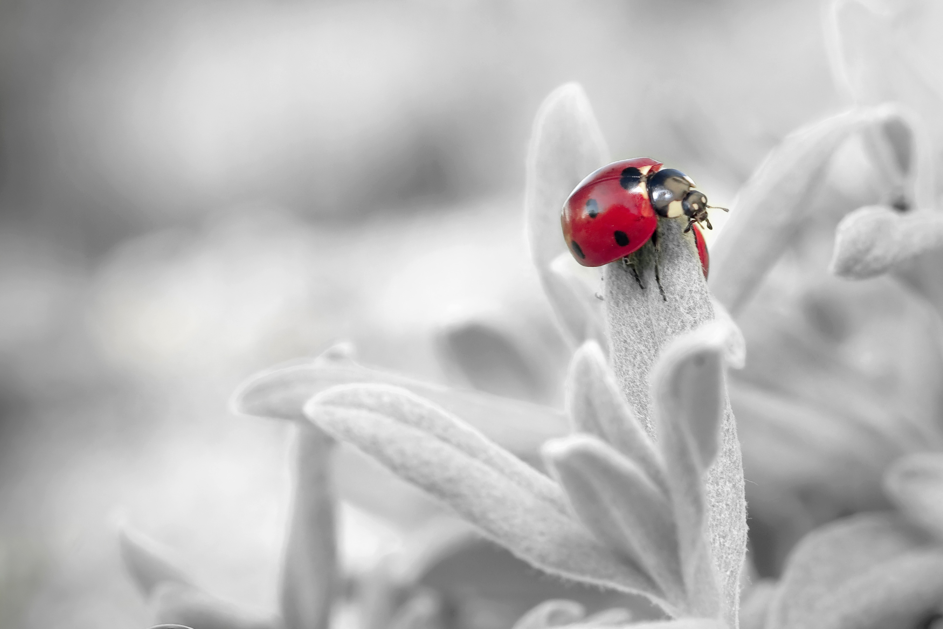 Free download wallpaper Insect, Ladybug, Ladybird, Macro, Petals, Flower on your PC desktop