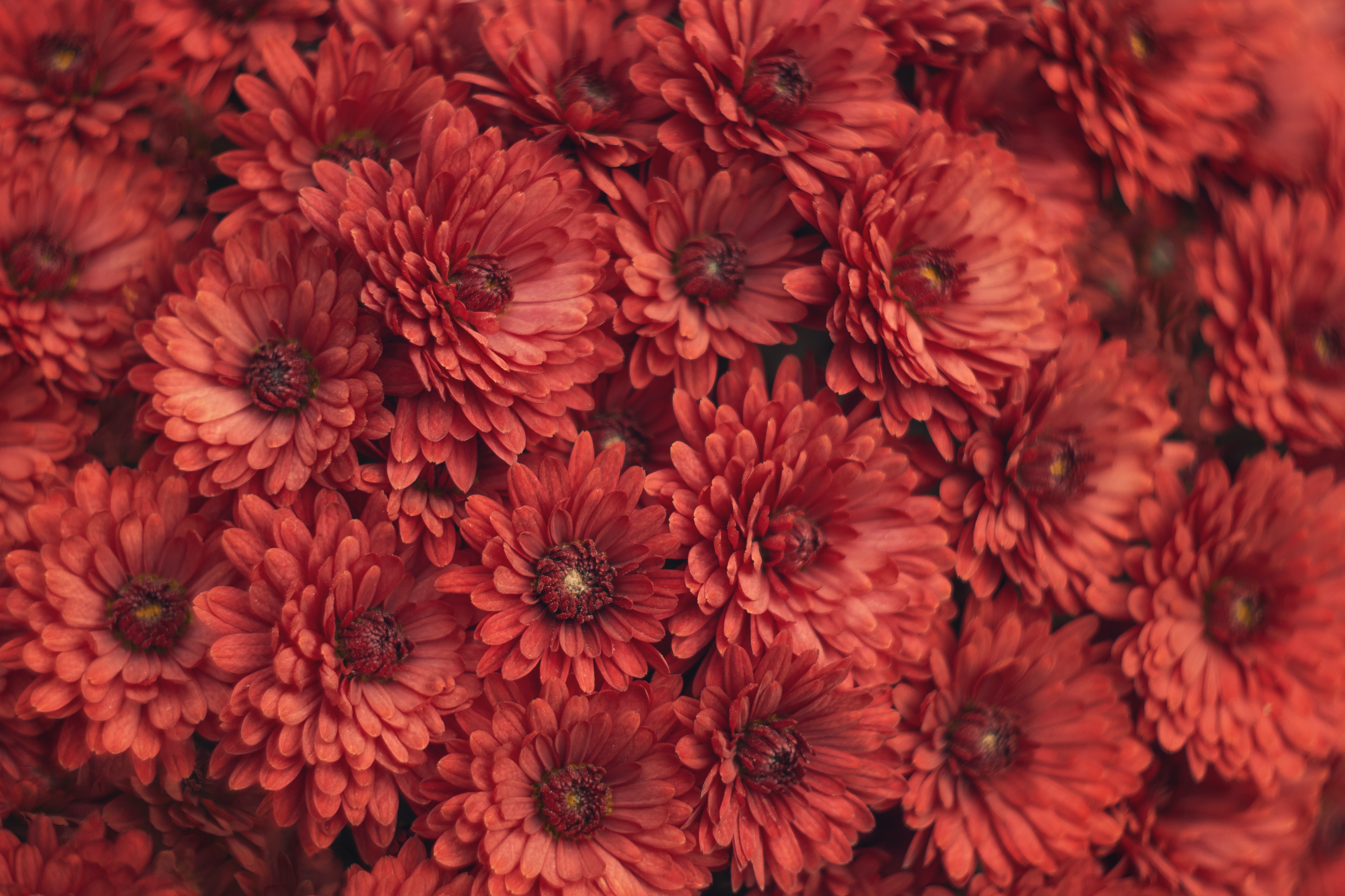 Download mobile wallpaper Macro, Chrysanthemum, Flowers for free.
