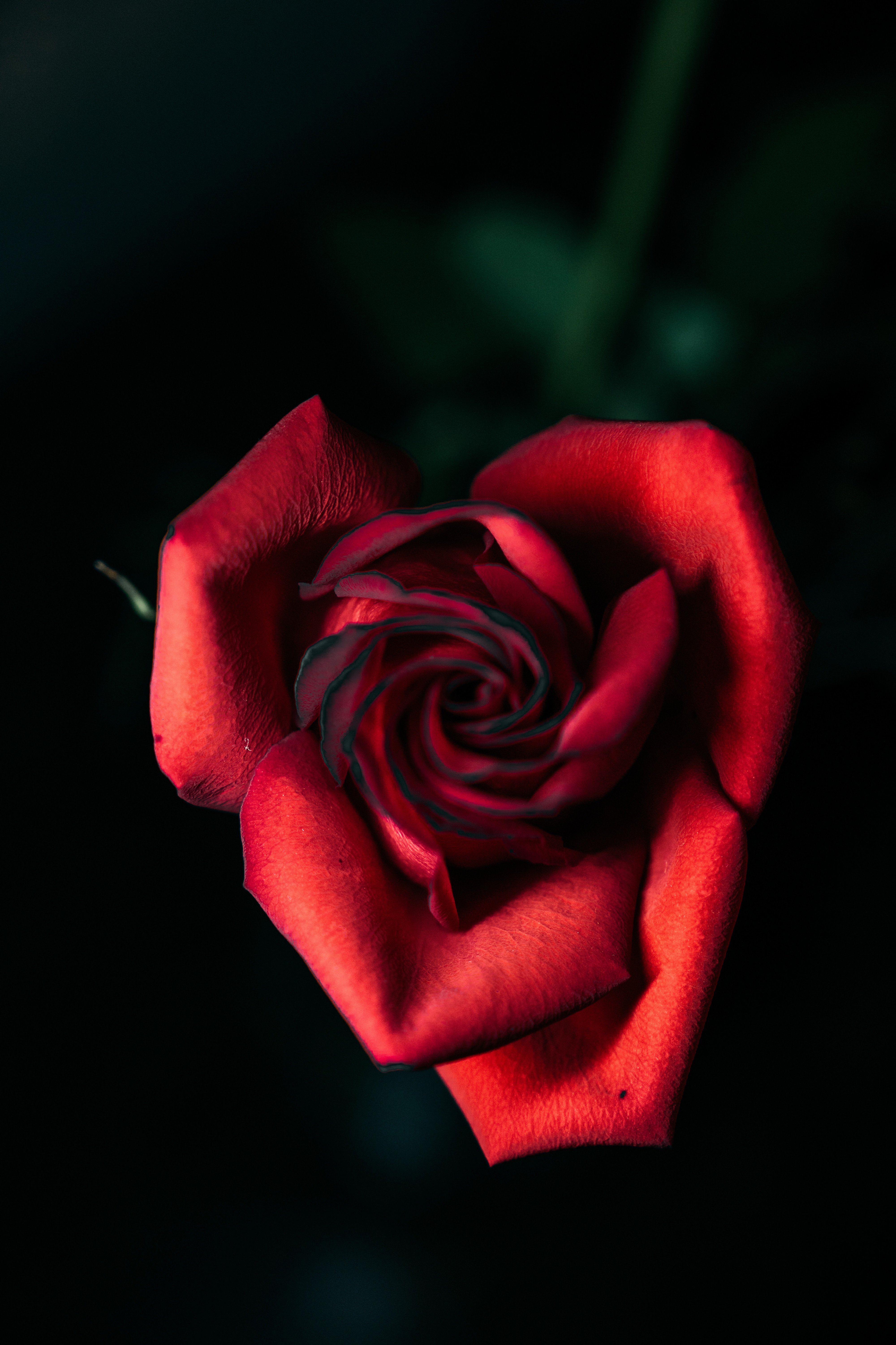 close up, rose, flowers, red, rose flower, petals, bud