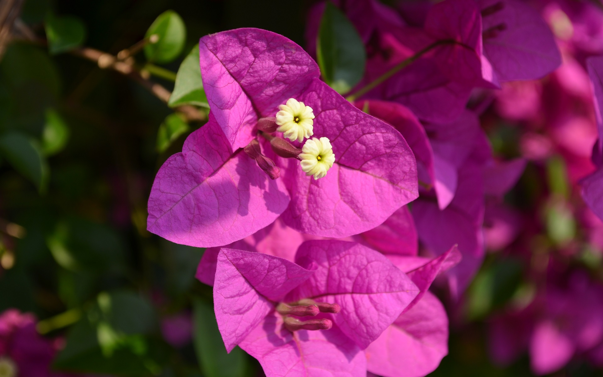 purple flower, earth, bougainvillea, close up, flower, leaf, nature, flowers HD wallpaper