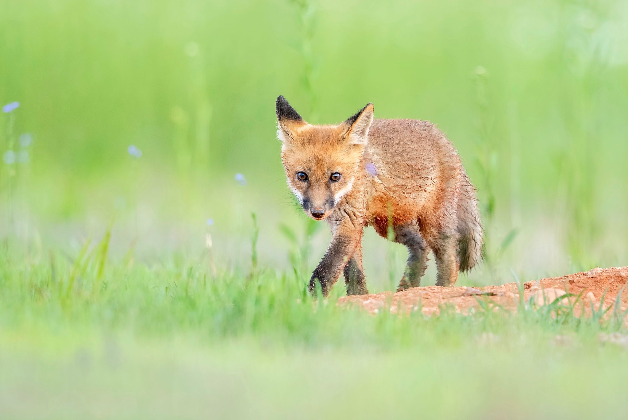 Baby fox. Лисенок. Лиса с лисятами. Малыш лисы. Лиса на зеленом фоне.