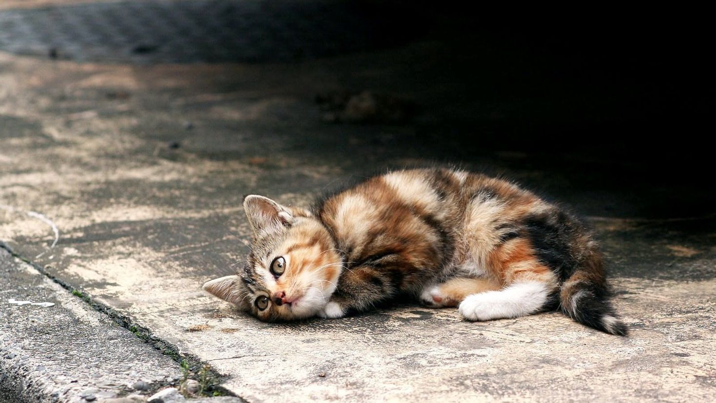 Жалко котенка. Брошенный котенок. Бездомные кошки. Бездомный котенок на улице. Брошенные кошки на улице.
