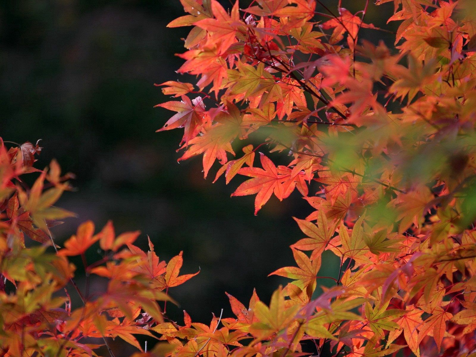 88455 descargar fondo de pantalla seco, naturaleza, otoño, hojas, rojo: protectores de pantalla e imágenes gratis