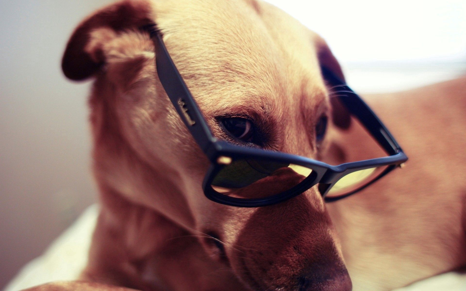 spectacles, animals, dog, muzzle, eyes, glasses Desktop home screen Wallpaper