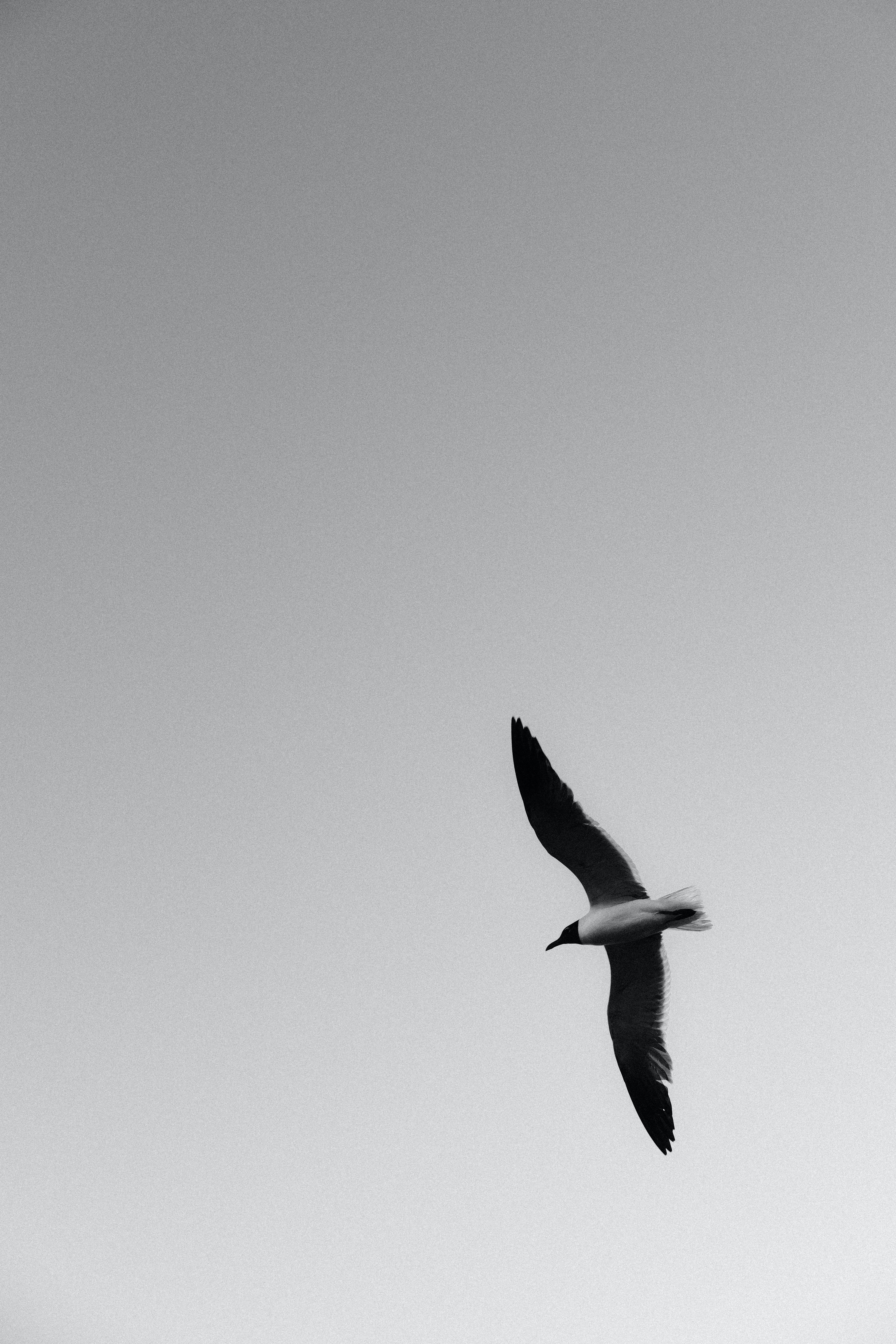 bw, gull, animals, bird, flight, chb, seagull, wings wallpapers for tablet
