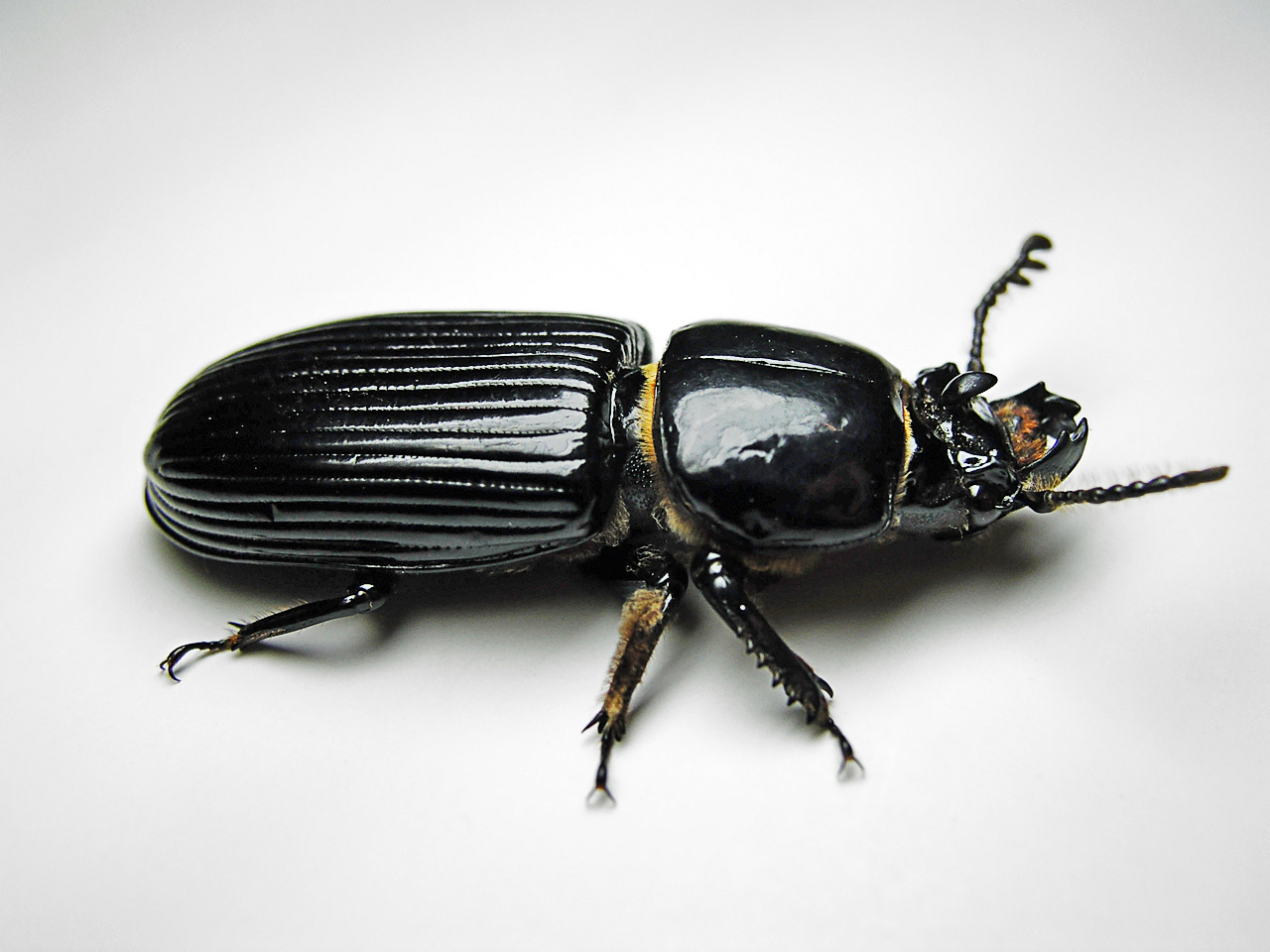 animal, beetle