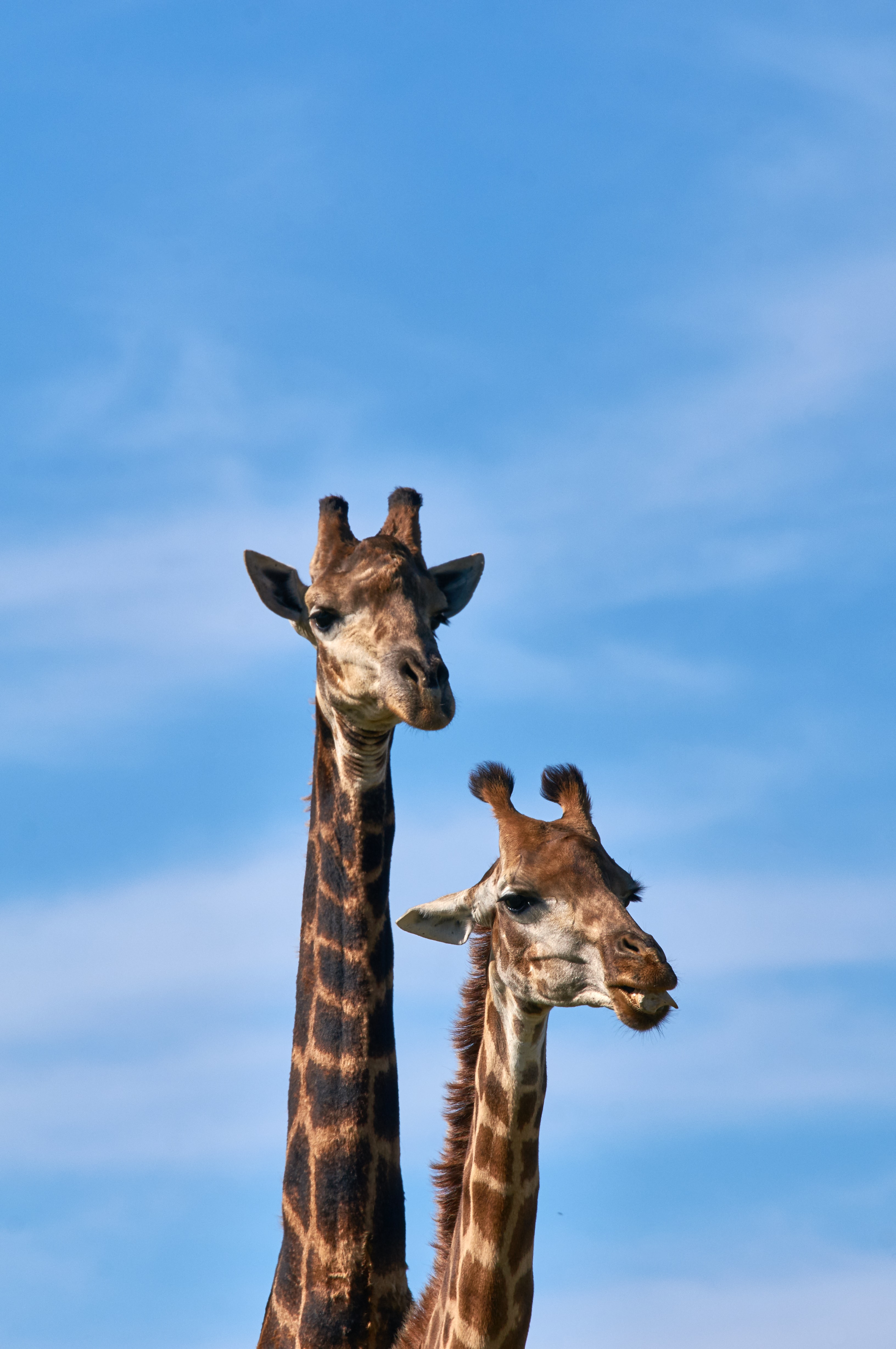 Laden Sie das Langer Hals, Tiere, Giraffe-Bild kostenlos auf Ihren PC-Desktop herunter