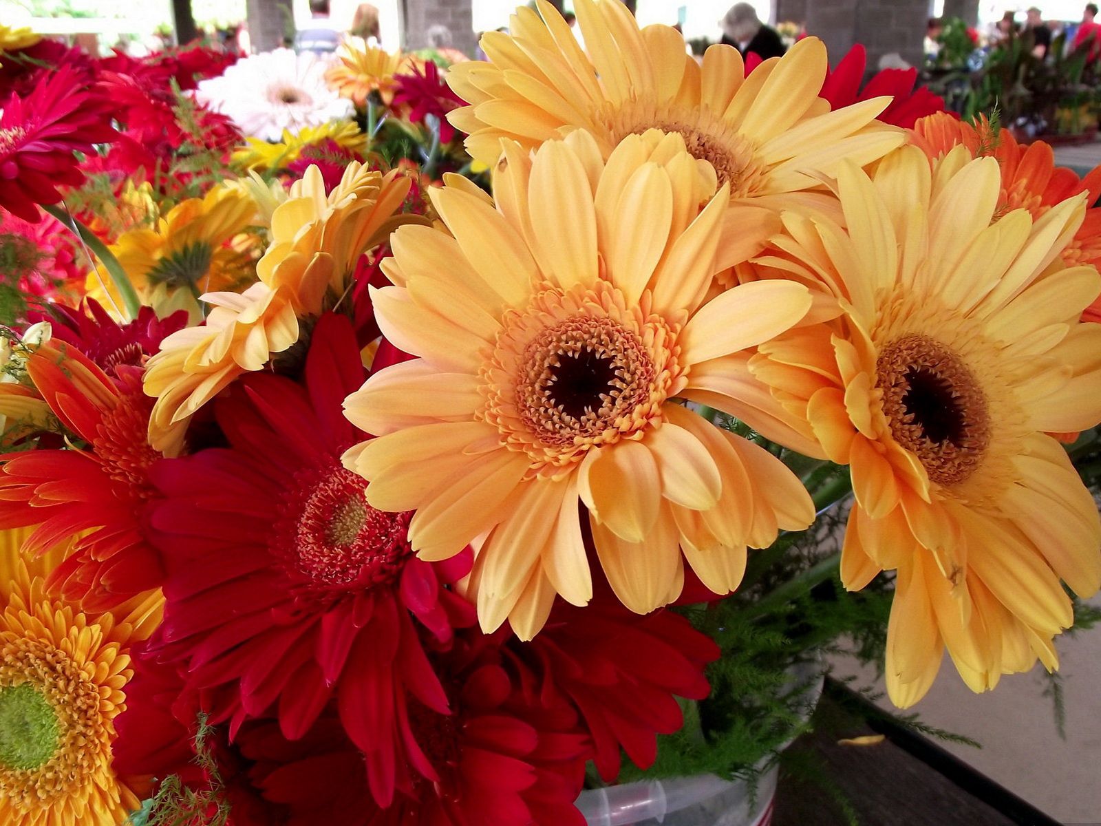 Free download wallpaper Flowers, Gerberas, Beauty, Bouquet, Bright on your PC desktop