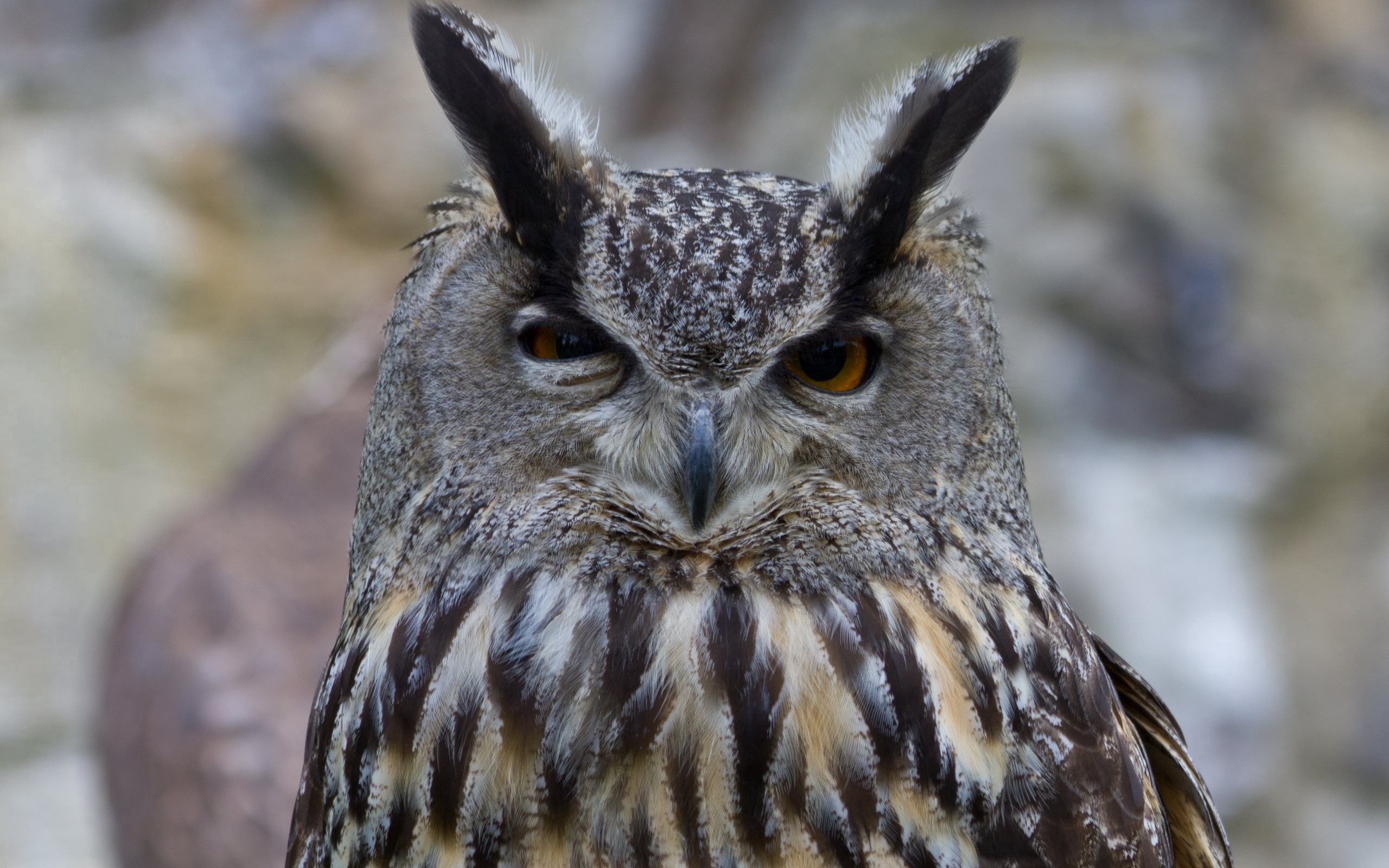 Free download wallpaper Bird, Eyes, Predator, Animals, Owl on your PC desktop