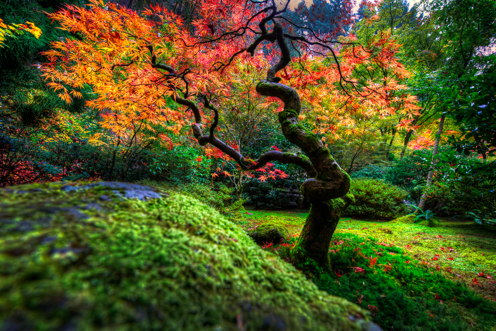 Природа Японии лес