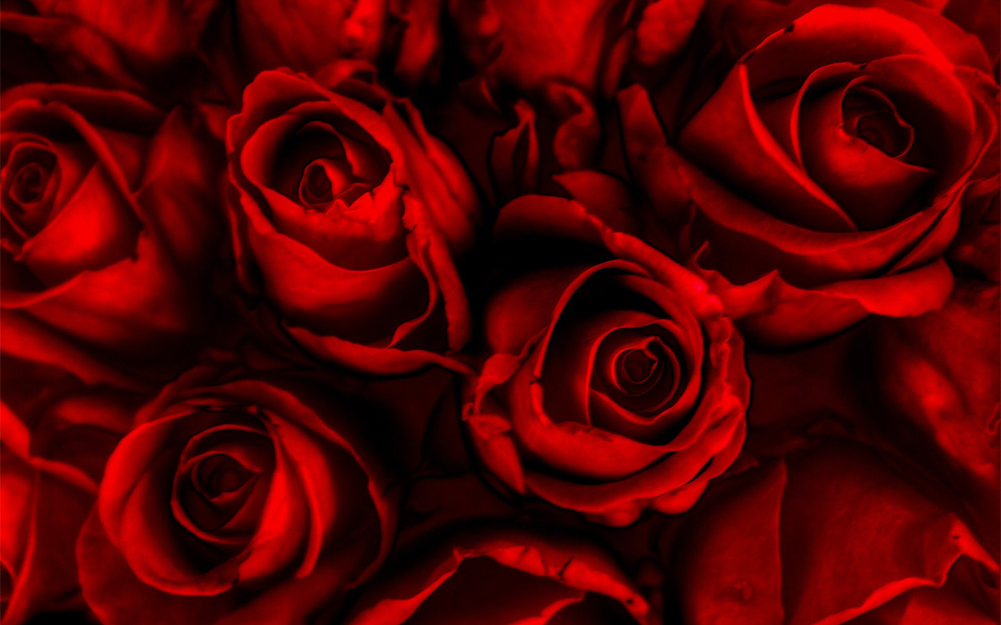бордовые розы картинки на телефон