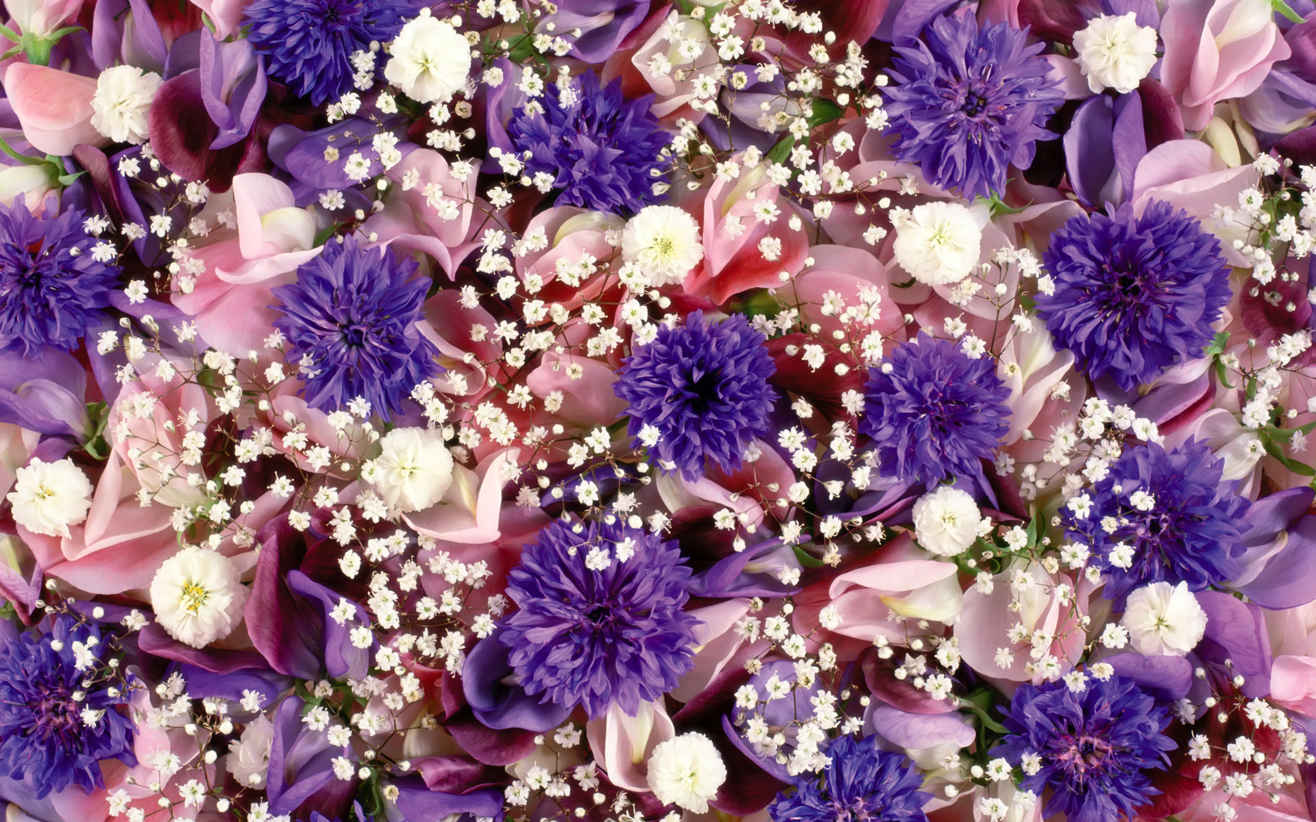 Фото цветов для обоев на телефон