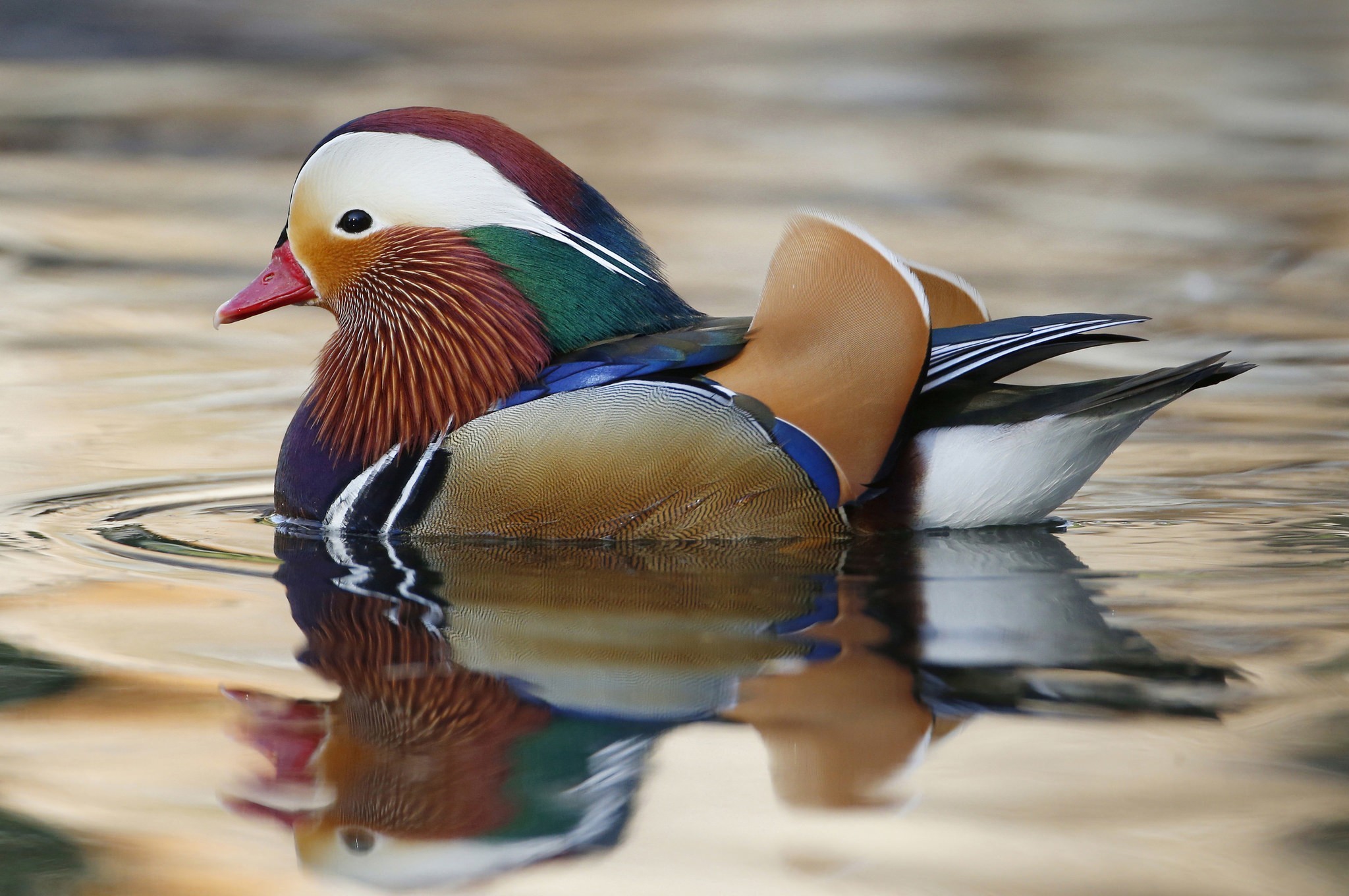 animal, mandarin duck, water, birds