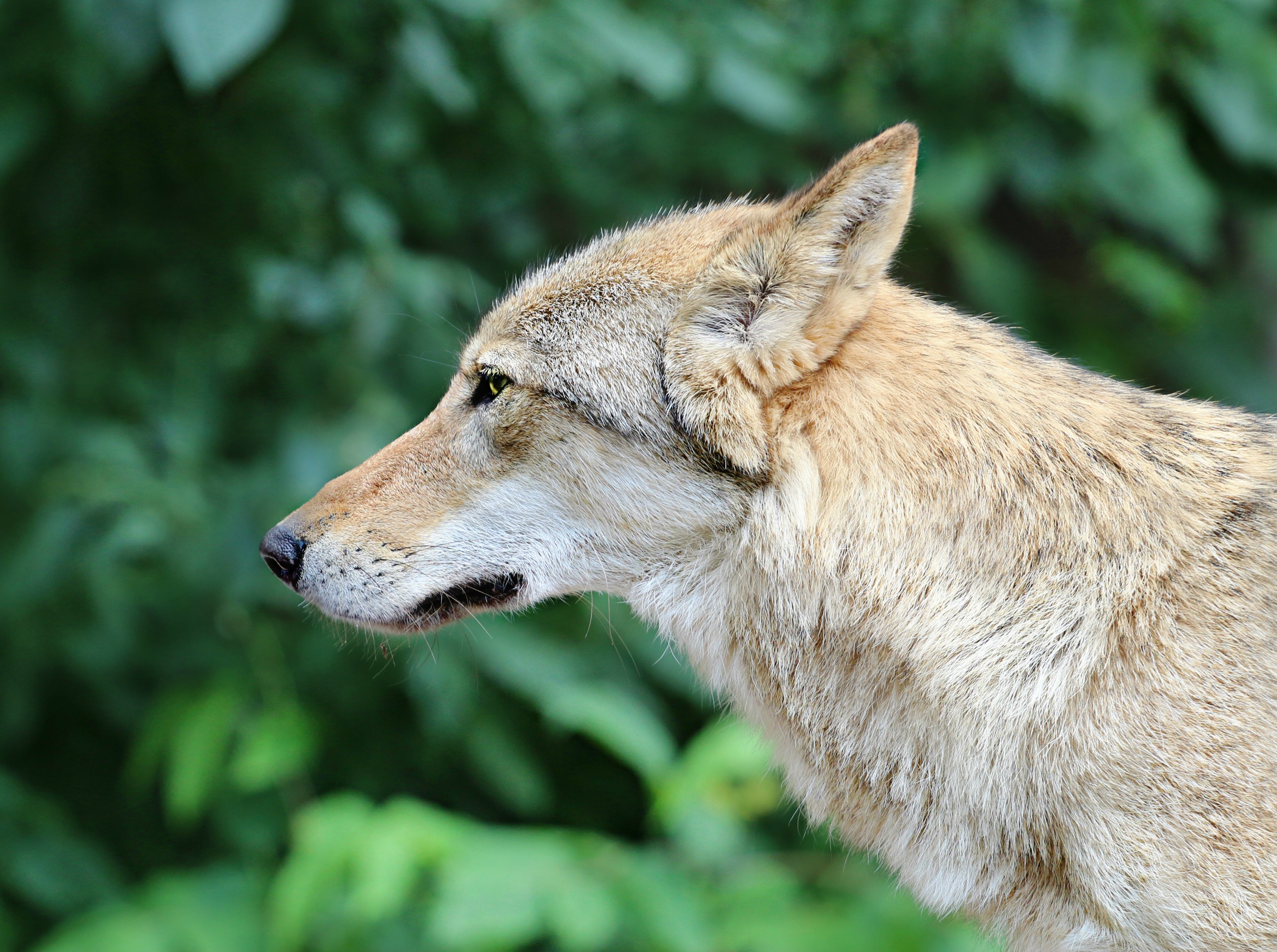 Cool Wallpapers animal, gray wolf, close up, muzzle, wolves