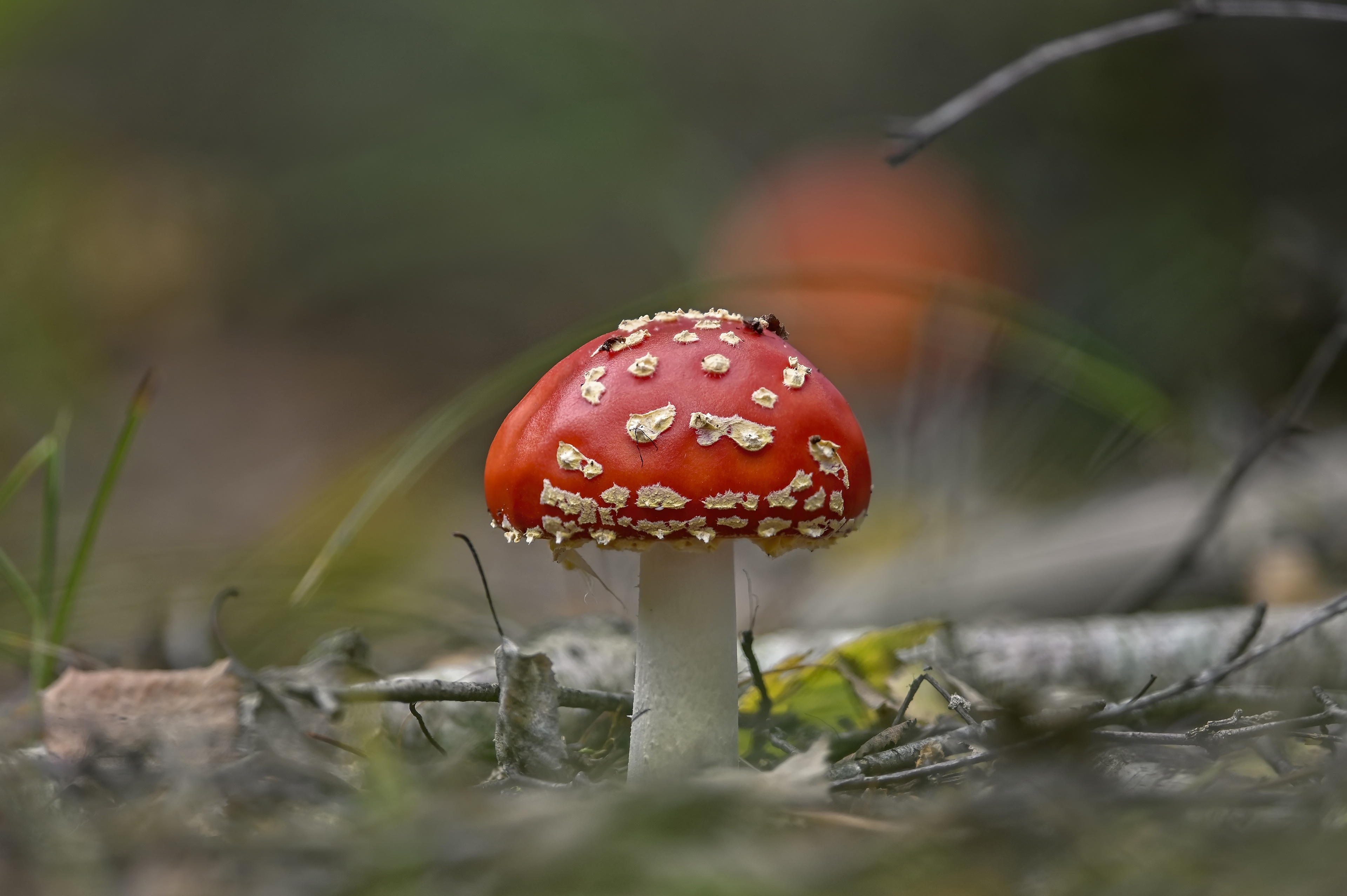 earth, mushroom, close up, fall, fly agaric, nature Smartphone Background