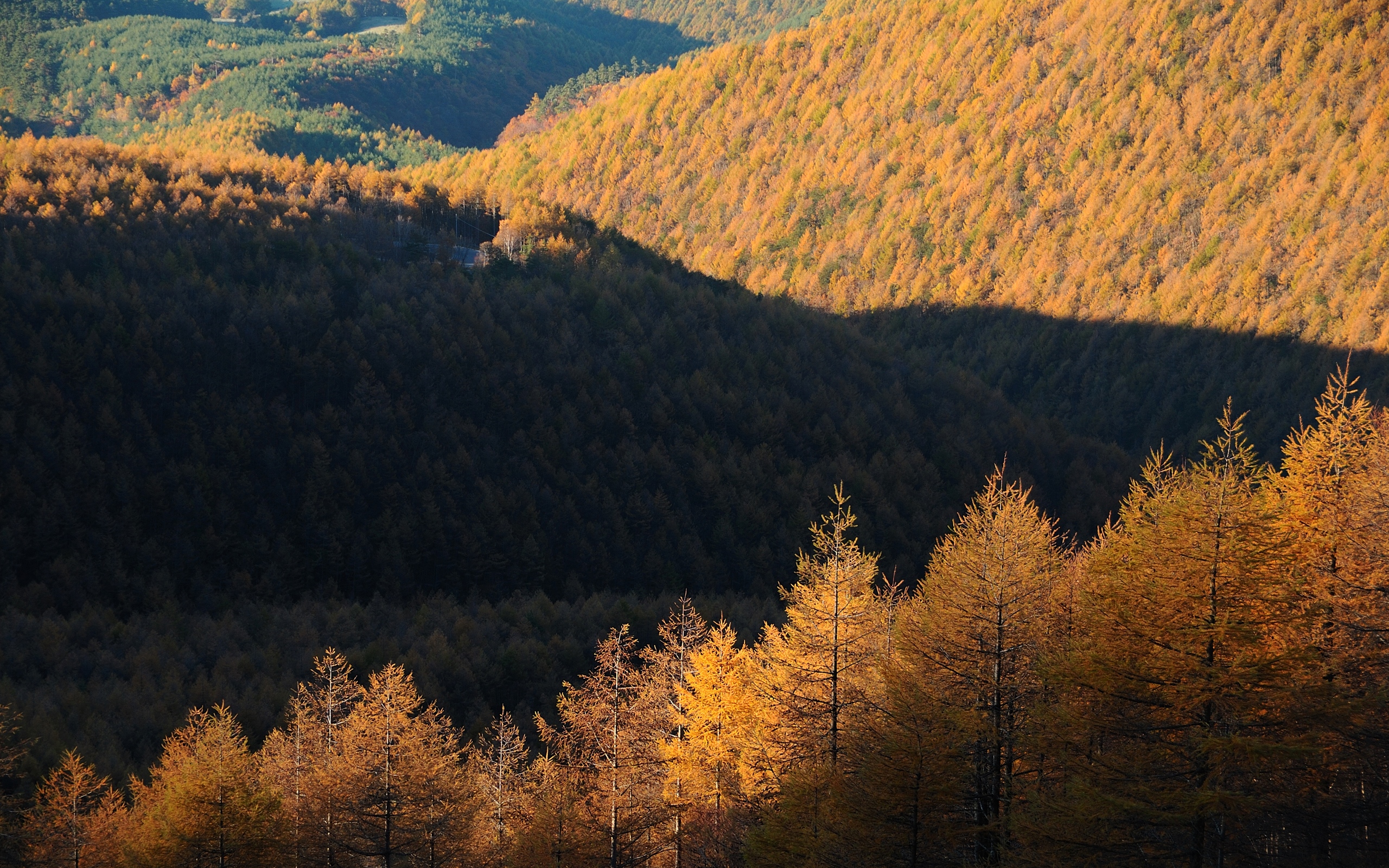 Осенний лес вид с холма
