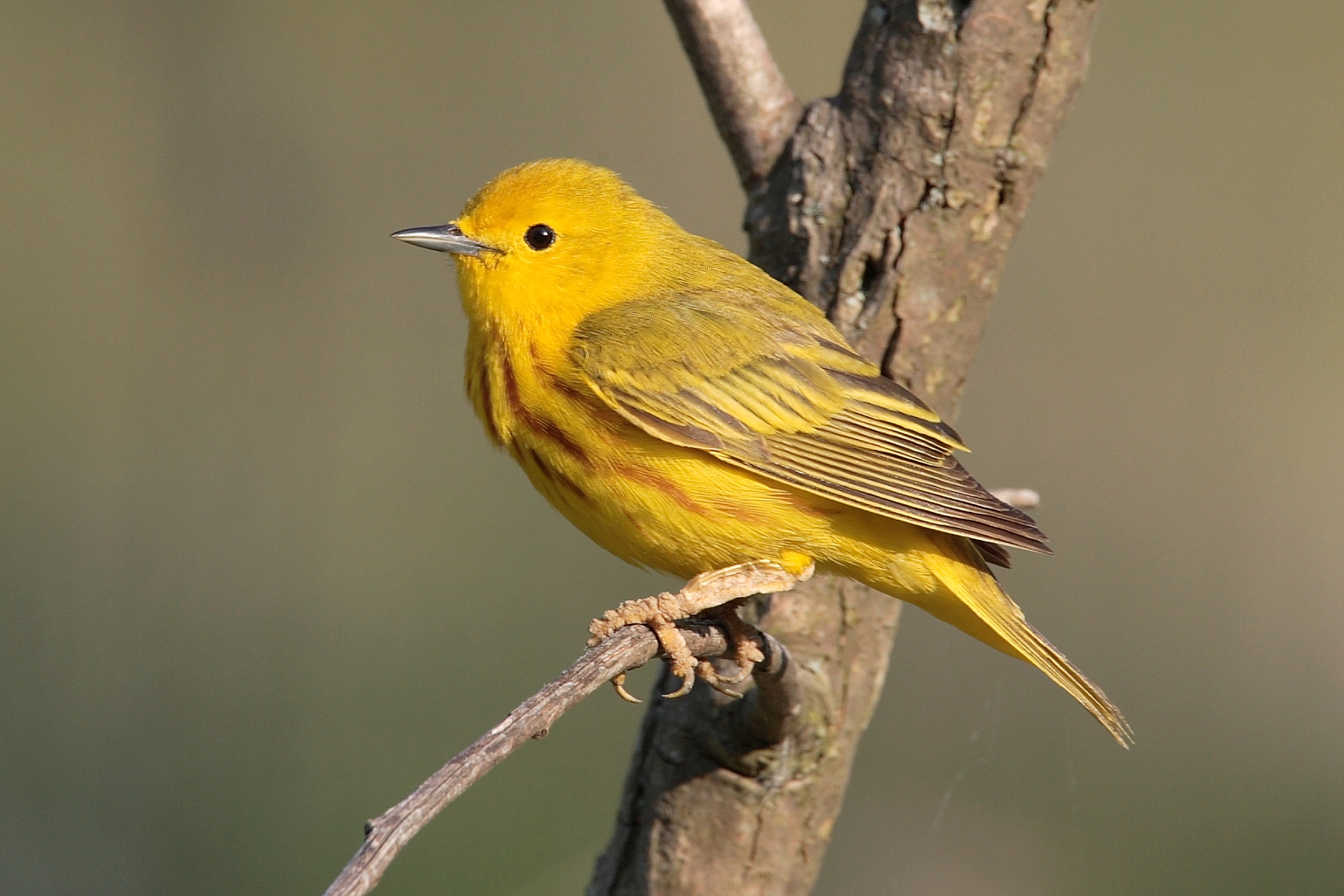 Free download wallpaper Birds, Bird, Animal, Yellow Warbler on your PC desktop