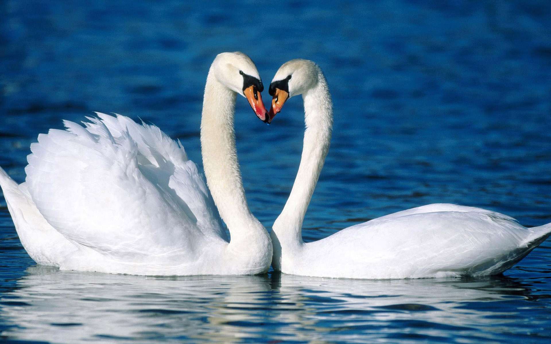 mute swan, animal, birds for android