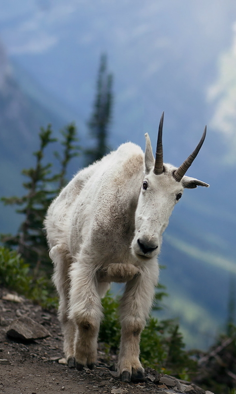animal, mountain goat download HD wallpaper