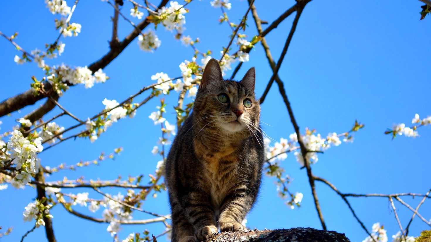 Картинки с котами про весну