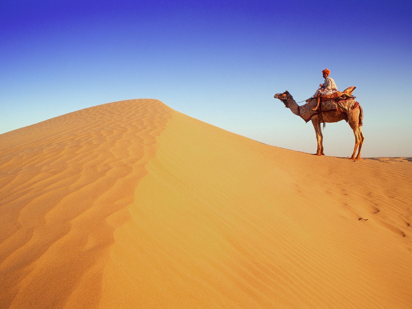 12065 télécharger l'image animaux, paysage, sable, désert, chameaux - fonds d'écran et économiseurs d'écran gratuits