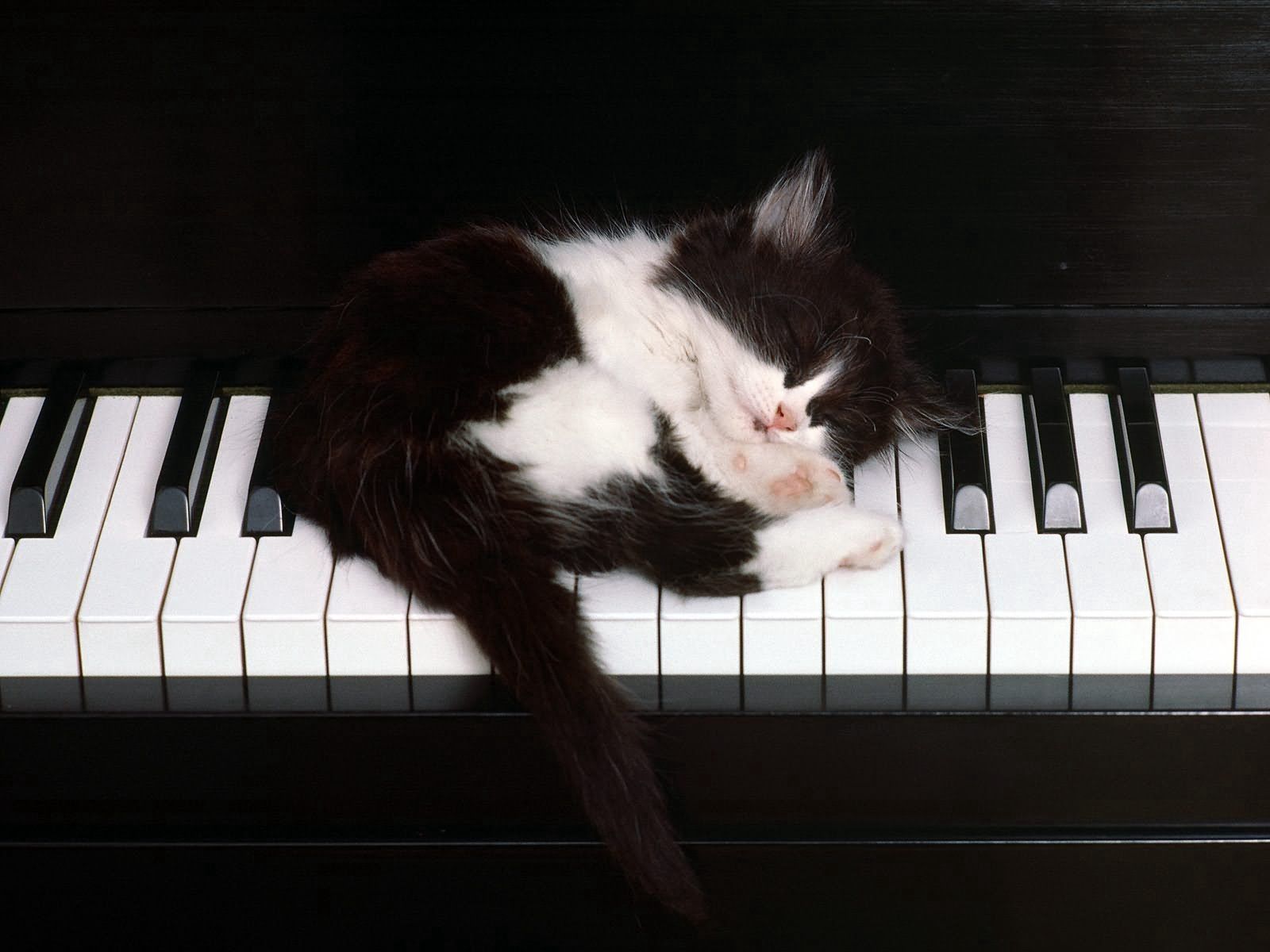 Download mobile wallpaper Dream, Sleep, Kitty, Kitten, Animals, Piano for free.