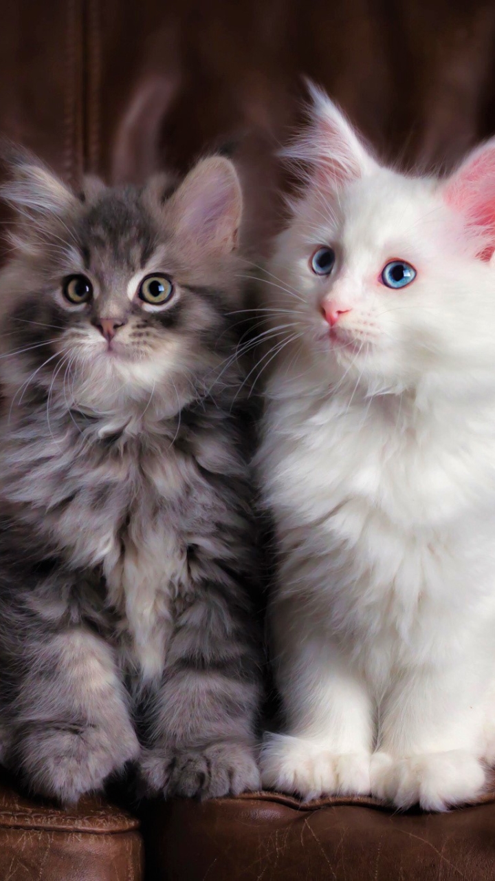 фото красивых кошек и котят