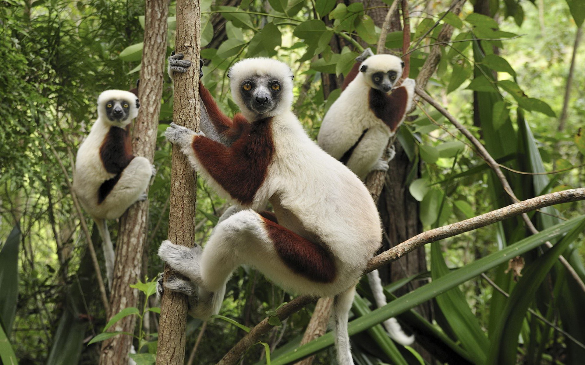 294504 Hintergrundbild herunterladen tiere, lemur, affen - Bildschirmschoner und Bilder kostenlos