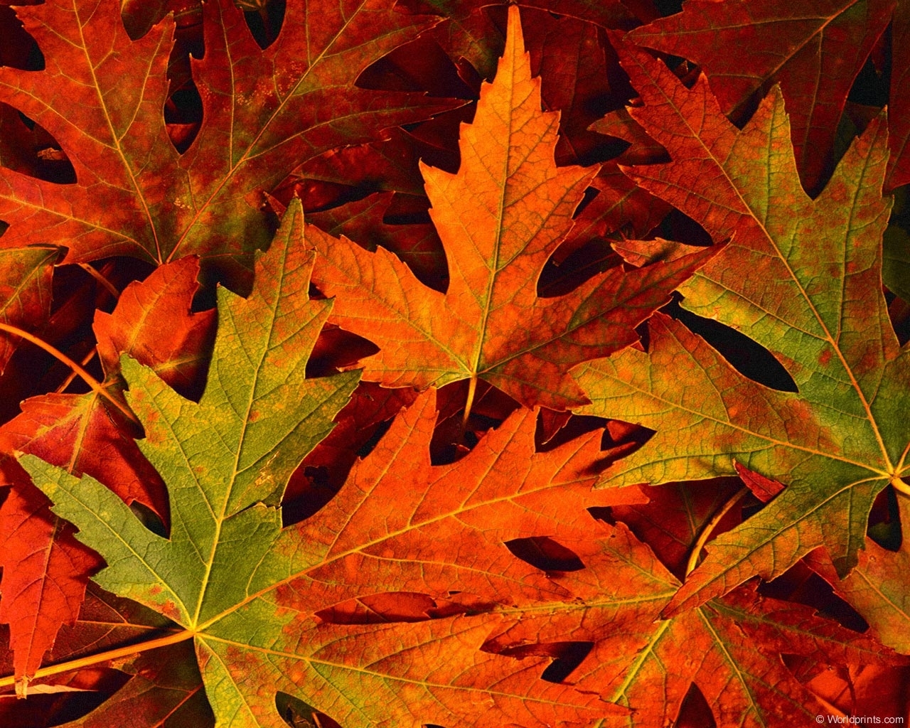 13717 Bildschirmschoner und Hintergrundbilder Herbst auf Ihrem Telefon. Laden Sie  Bilder kostenlos herunter
