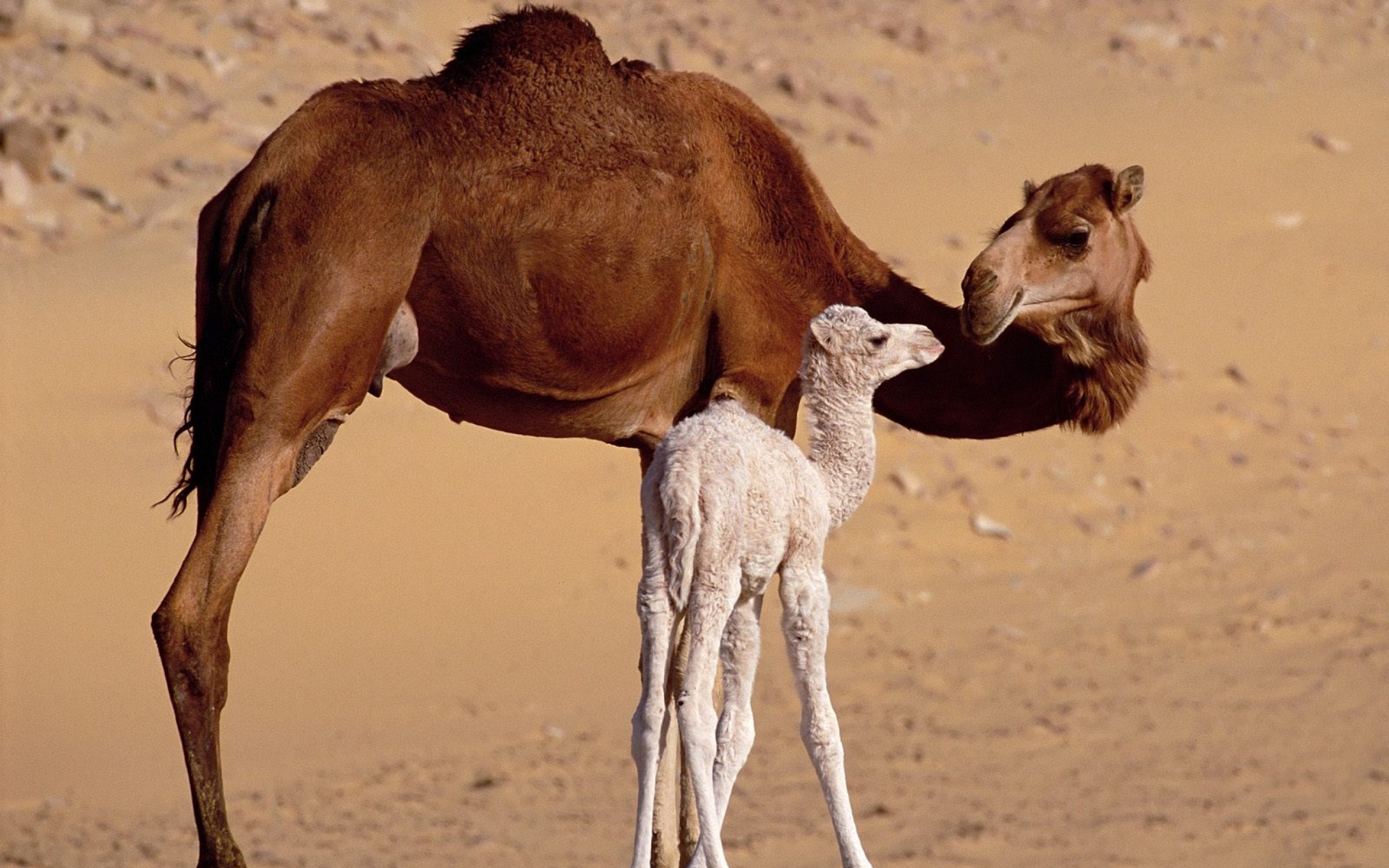534811 下載圖片 动物, 骆驼 - 免費壁紙和屏保