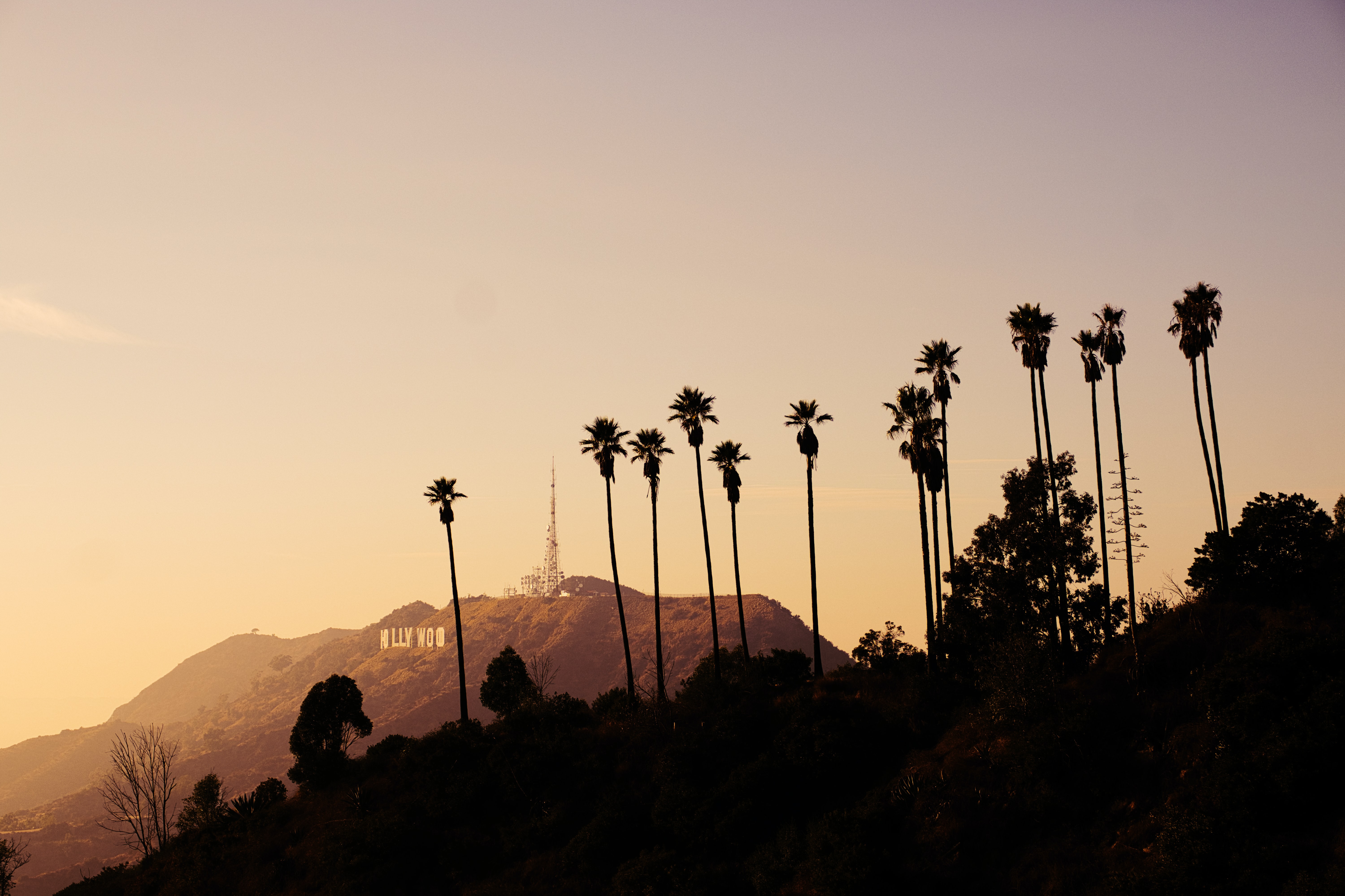 Лос Анджелес пальмы Hollywood
