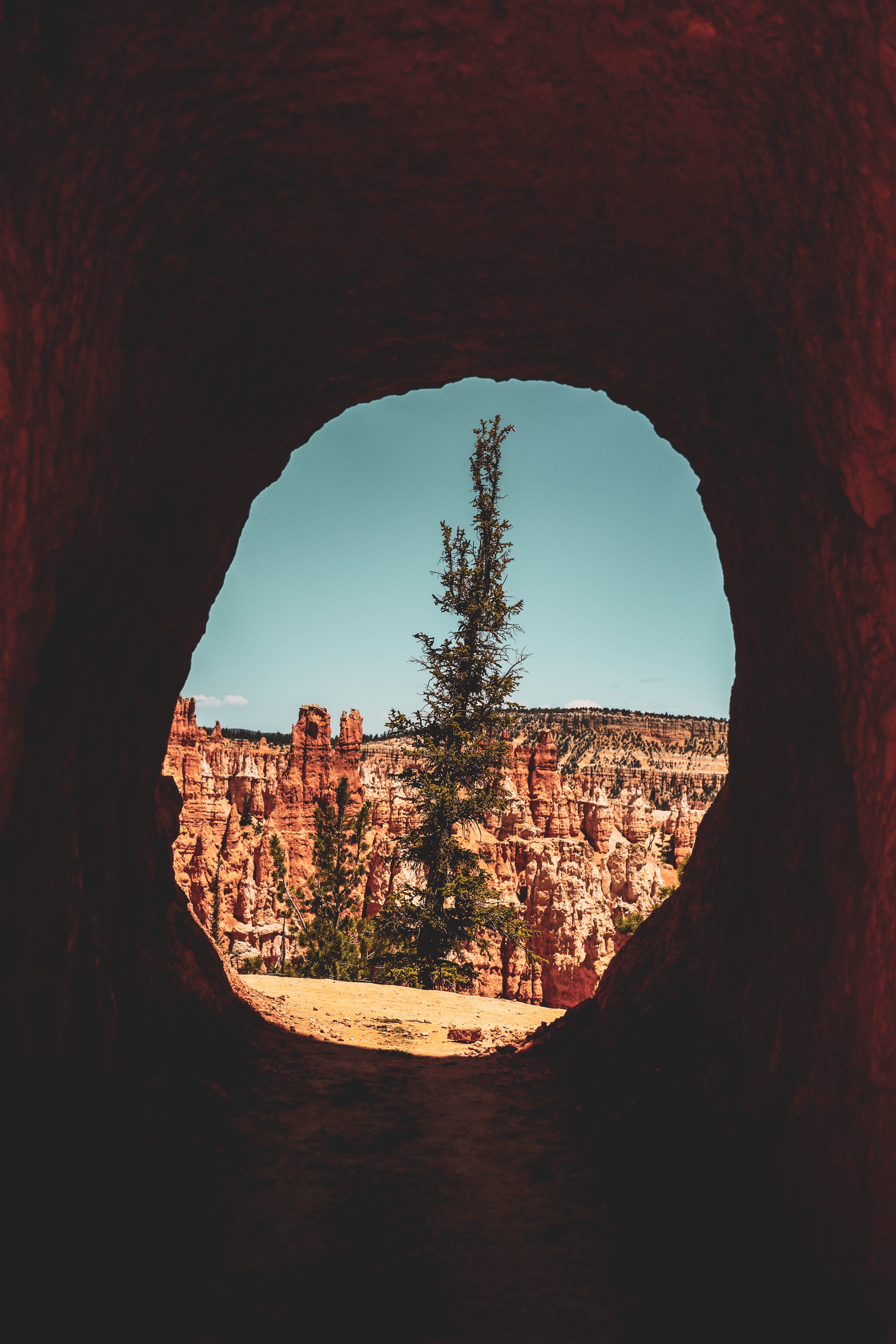 canyon, nature, rocks, wood, tree, break, precipice, cave Smartphone Background
