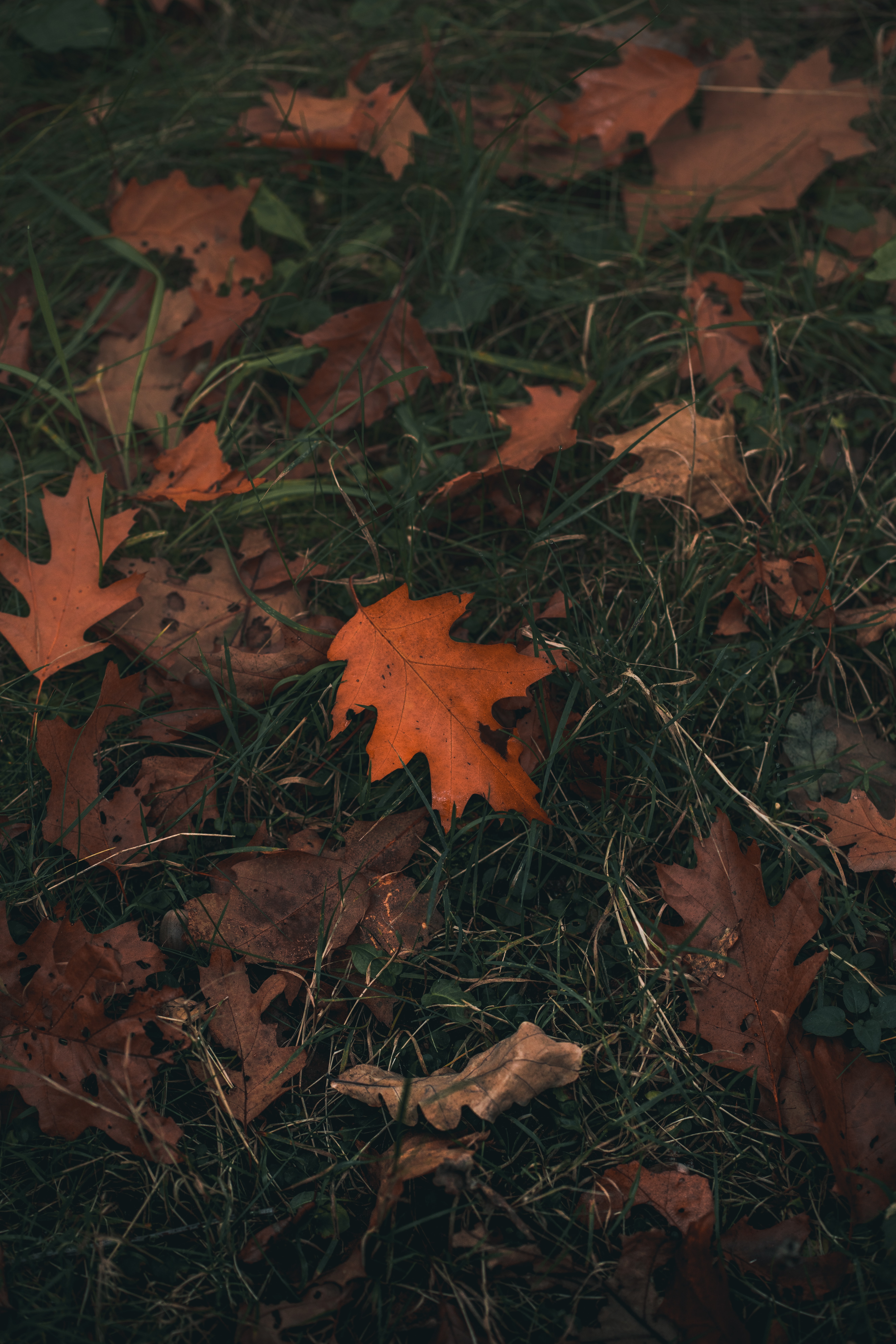 autumn, nature, grass, sheet, leaf, oak download HD wallpaper