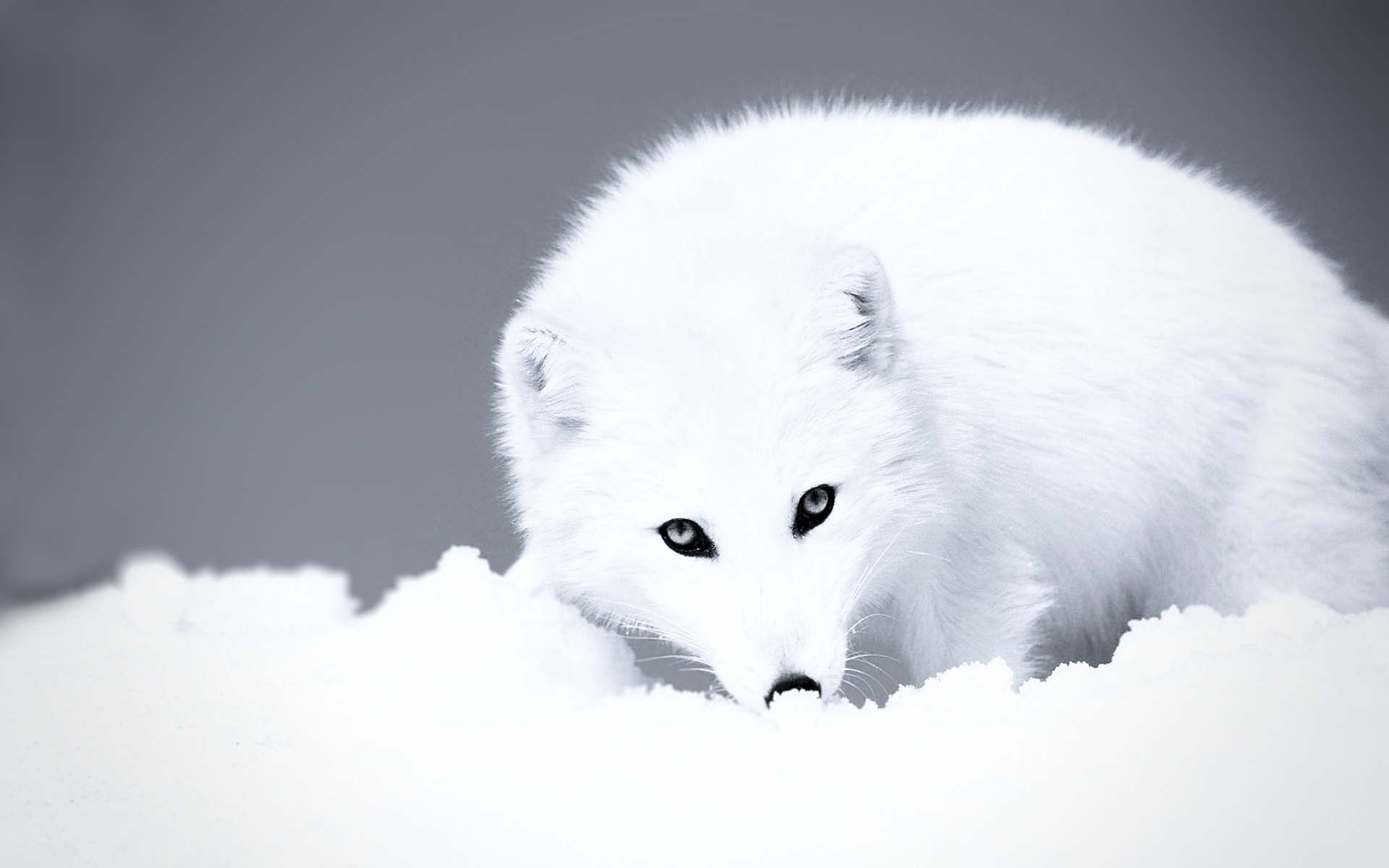 244926 免費下載壁紙 动物, 北极狐, 狐狸, 小狗 屏保和圖片
