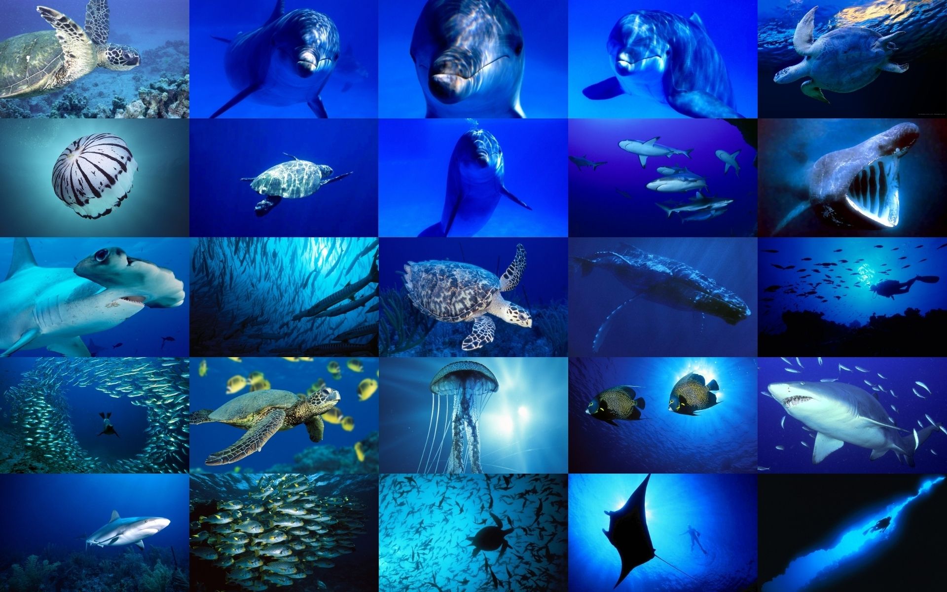 морские обитатели картинки с названиями