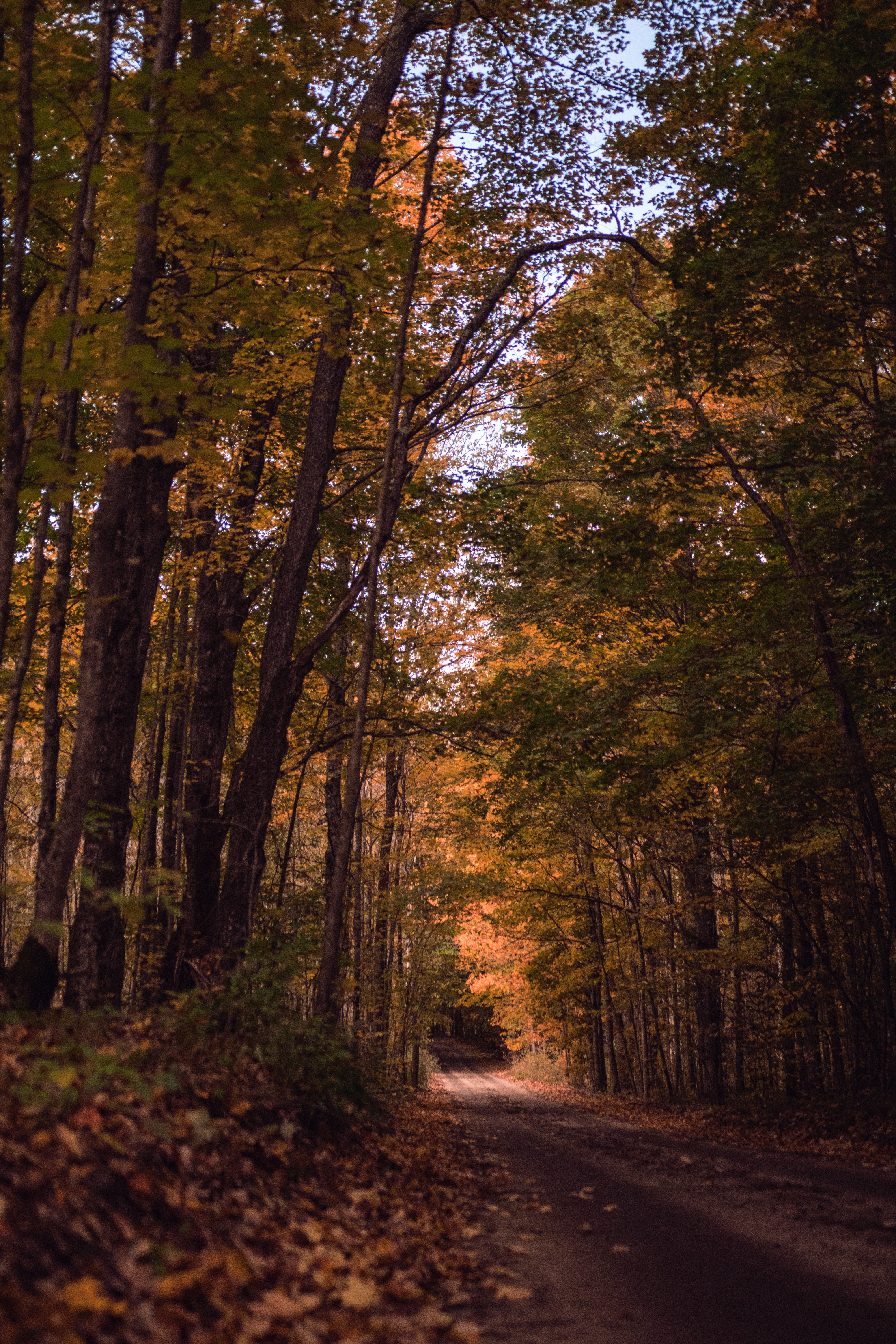 PCデスクトップに自然, パス, 木, 道, 森林, 森, 道路, 秋画像を無料でダウンロード