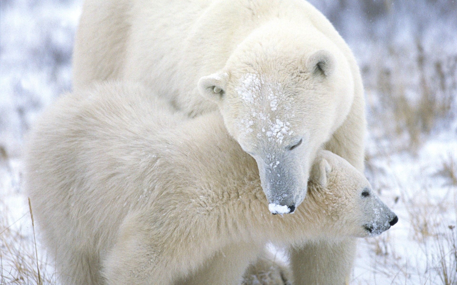 102141 скачать картинку снег, животные, забота, детеныш, мех, полярный медведь - обои и заставки бесплатно