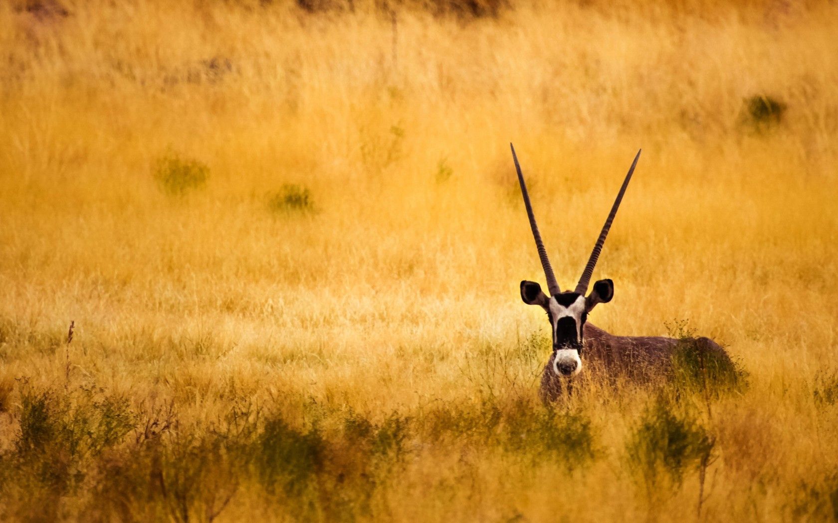 savanna, animals, horns, antelope download HD wallpaper