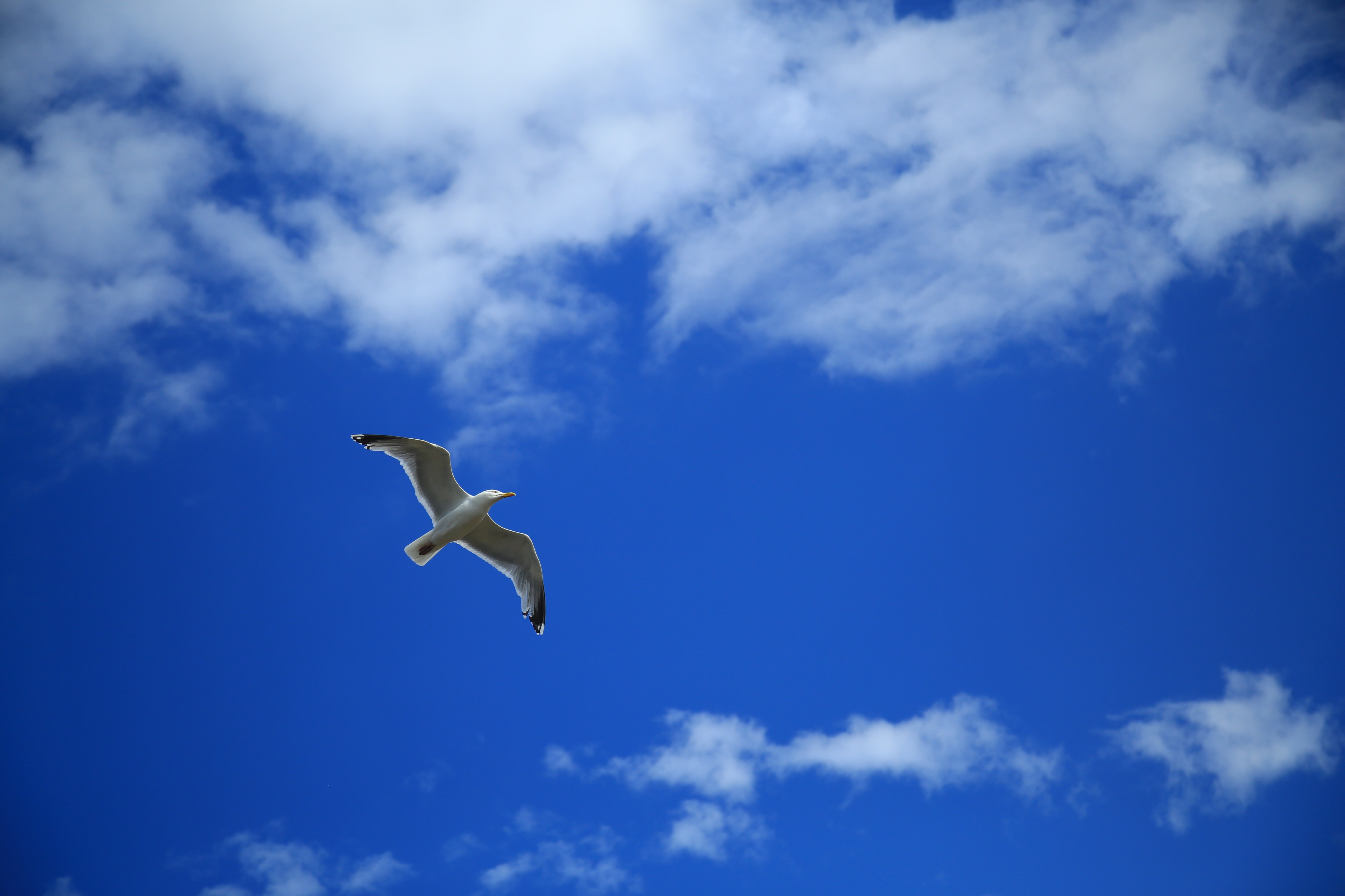 Download mobile wallpaper Gull, Clouds, Animals, Seagull, Sky, Flight, Bird for free.