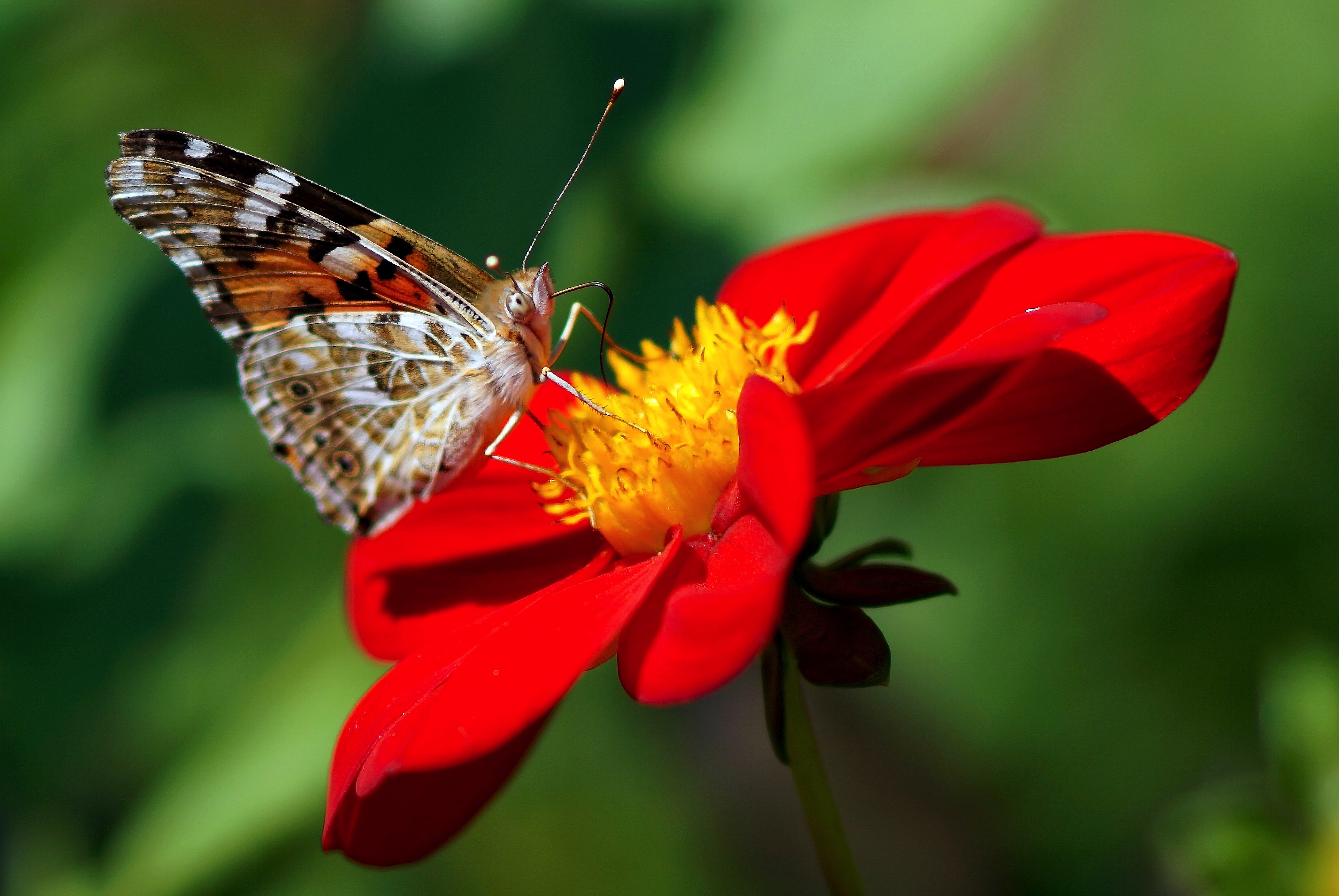Laden Sie das Blume, Makro, Dahlie, Dahlia, Schmetterling-Bild kostenlos auf Ihren PC-Desktop herunter