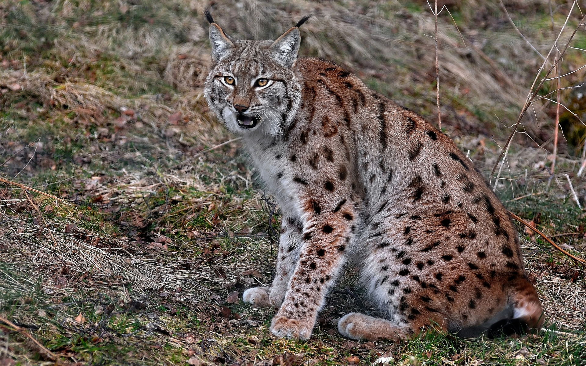 Lynx Оцелот