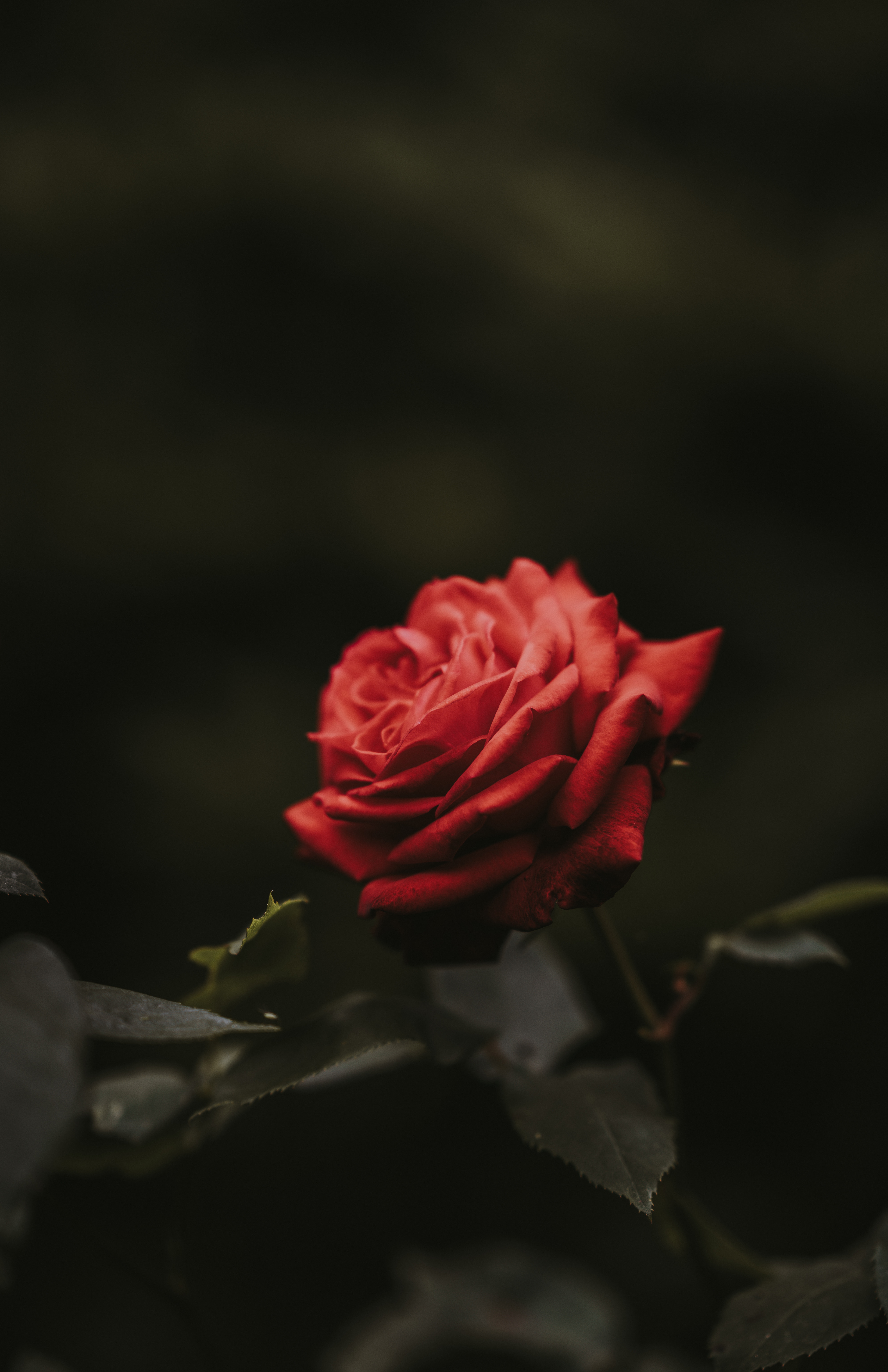 Download mobile wallpaper Bud, Smooth, Rose, Flowers, Flower, Rose Flower, Blur for free.