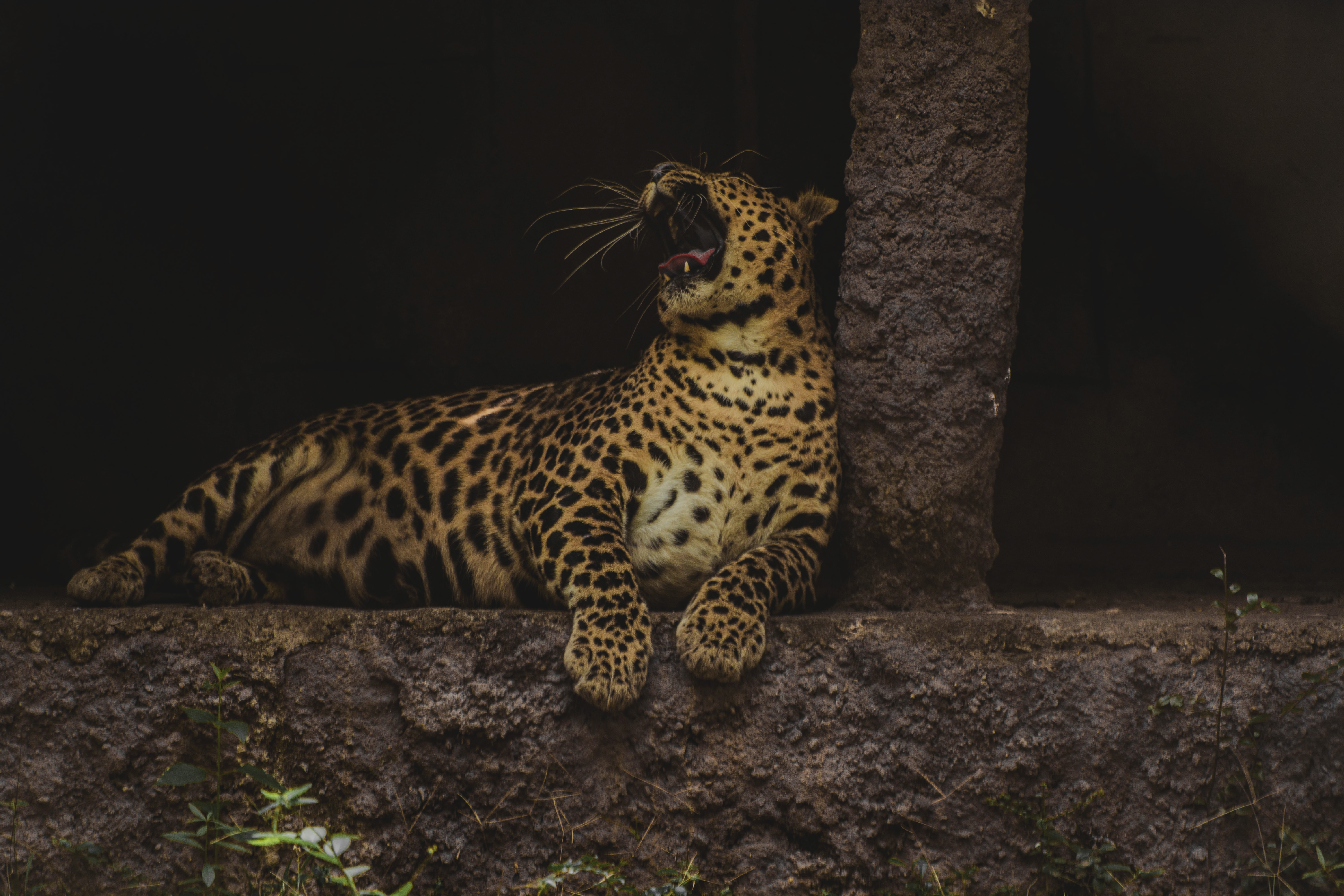 62521 Hintergrundbild herunterladen tiere, leopard, raubtier, predator, große katze, big cat, wilde natur, wildlife, zev, kehle - Bildschirmschoner und Bilder kostenlos