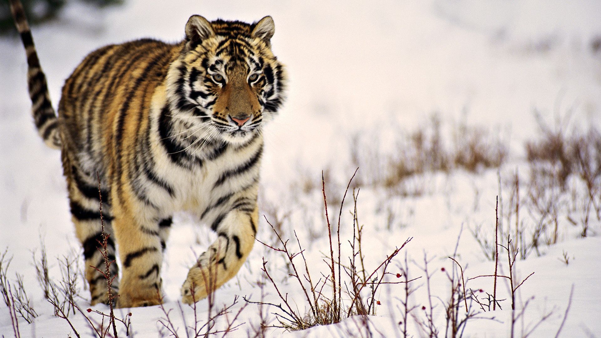 Download mobile wallpaper Predator, Animals, Grass, Stroll, Snow, Tiger for free.