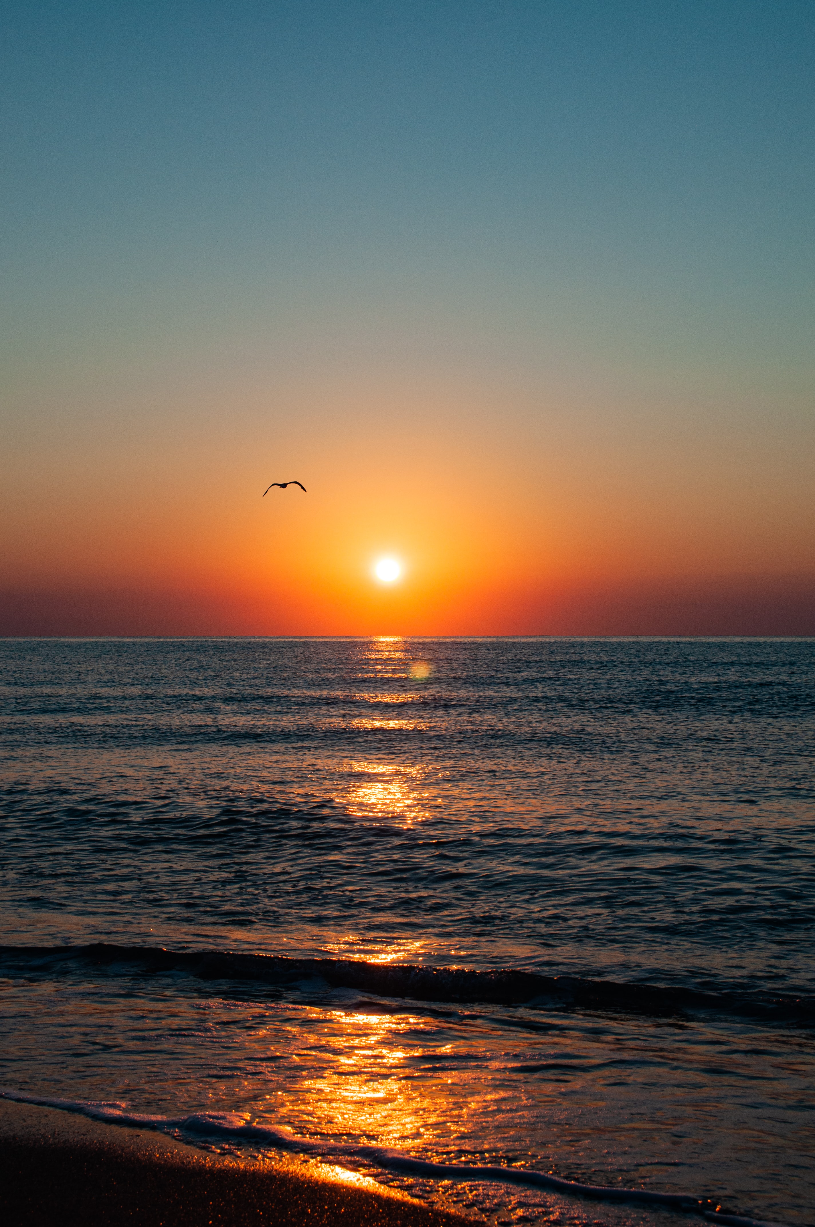 sunset, sea, nature, horizon, coast, glare, gull, seagull 2160p