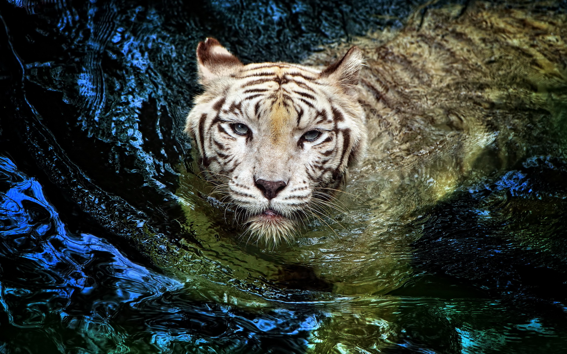 Тигр плывет в воде  алмазная 