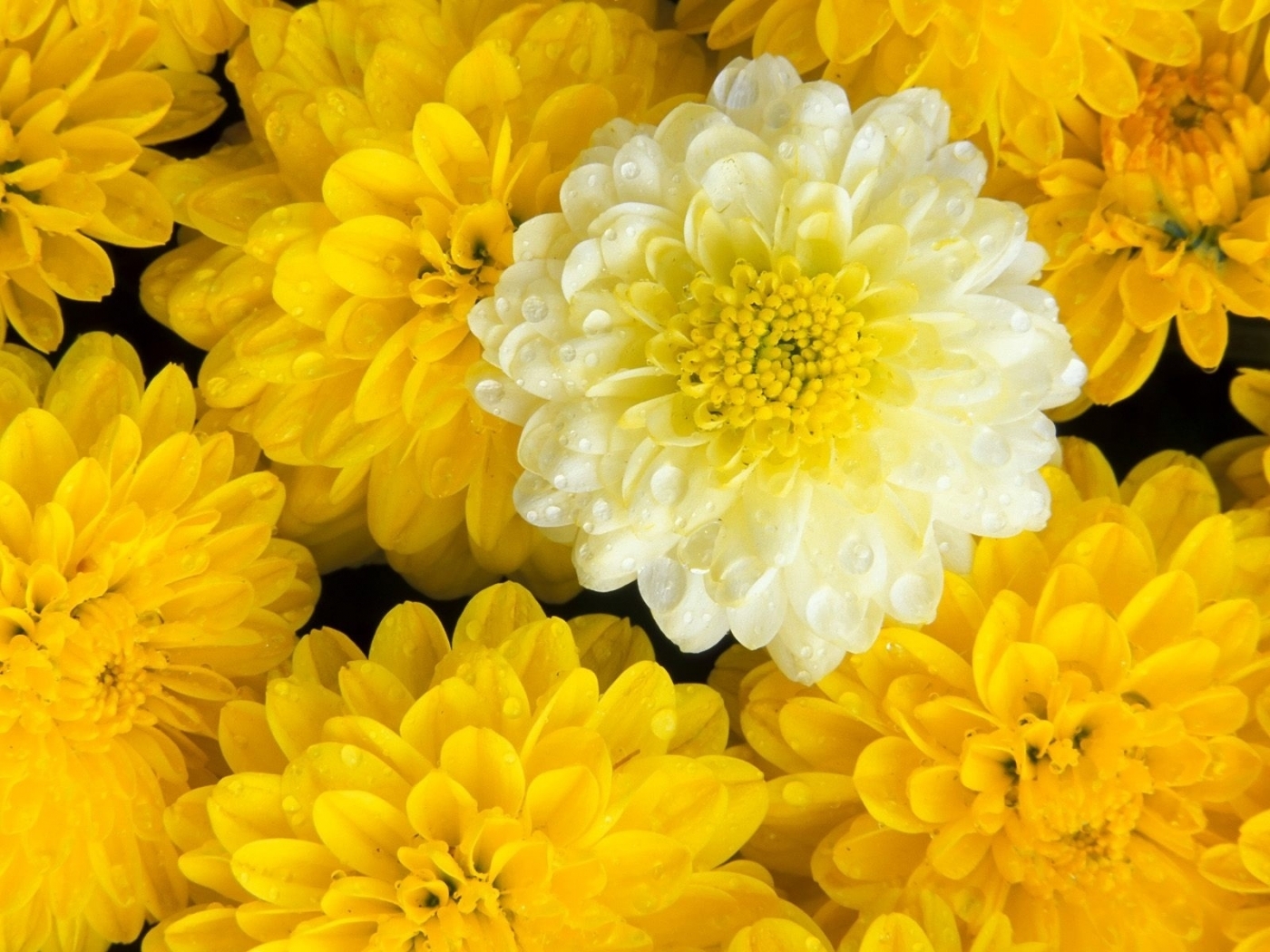 31900 free download Yellow wallpapers for phone,  Yellow images and screensavers for mobile